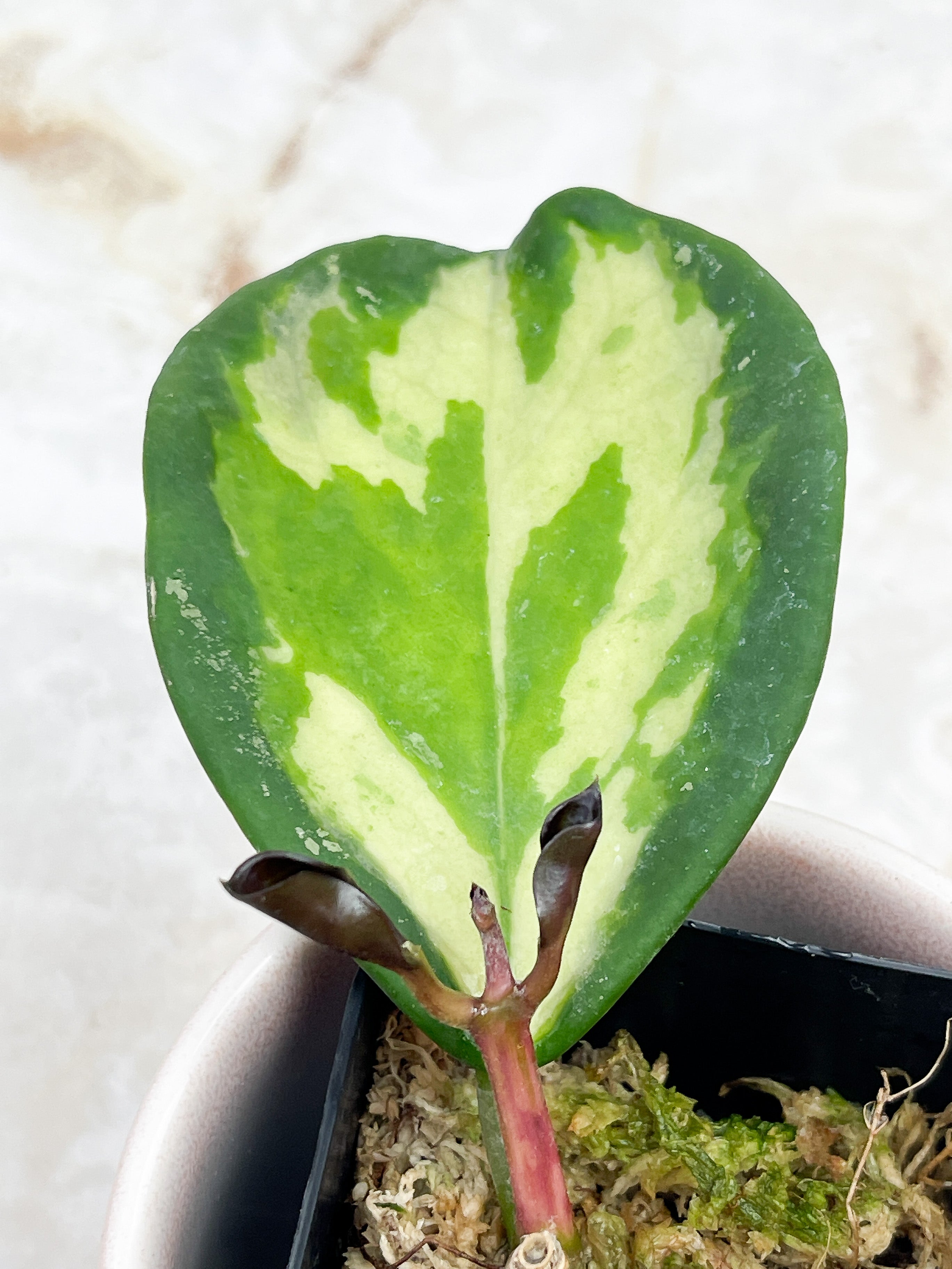 Hoya Inner Variegated Obovata Splash
