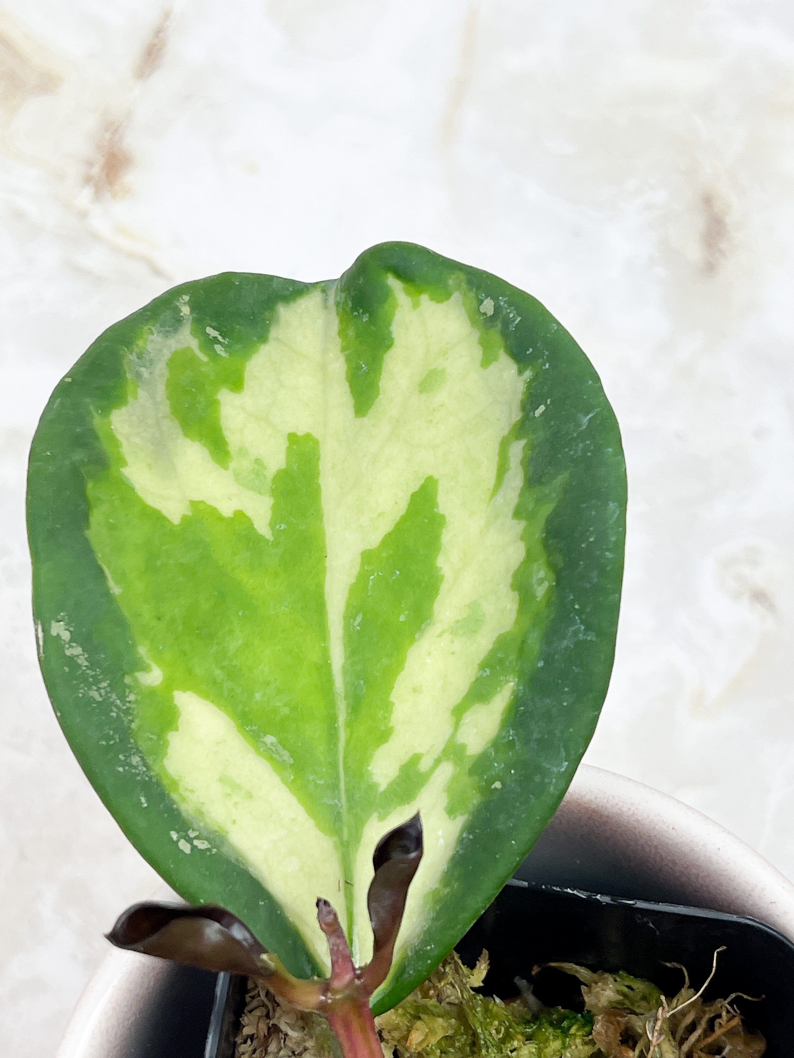 Hoya Inner Variegated Obovata Splash