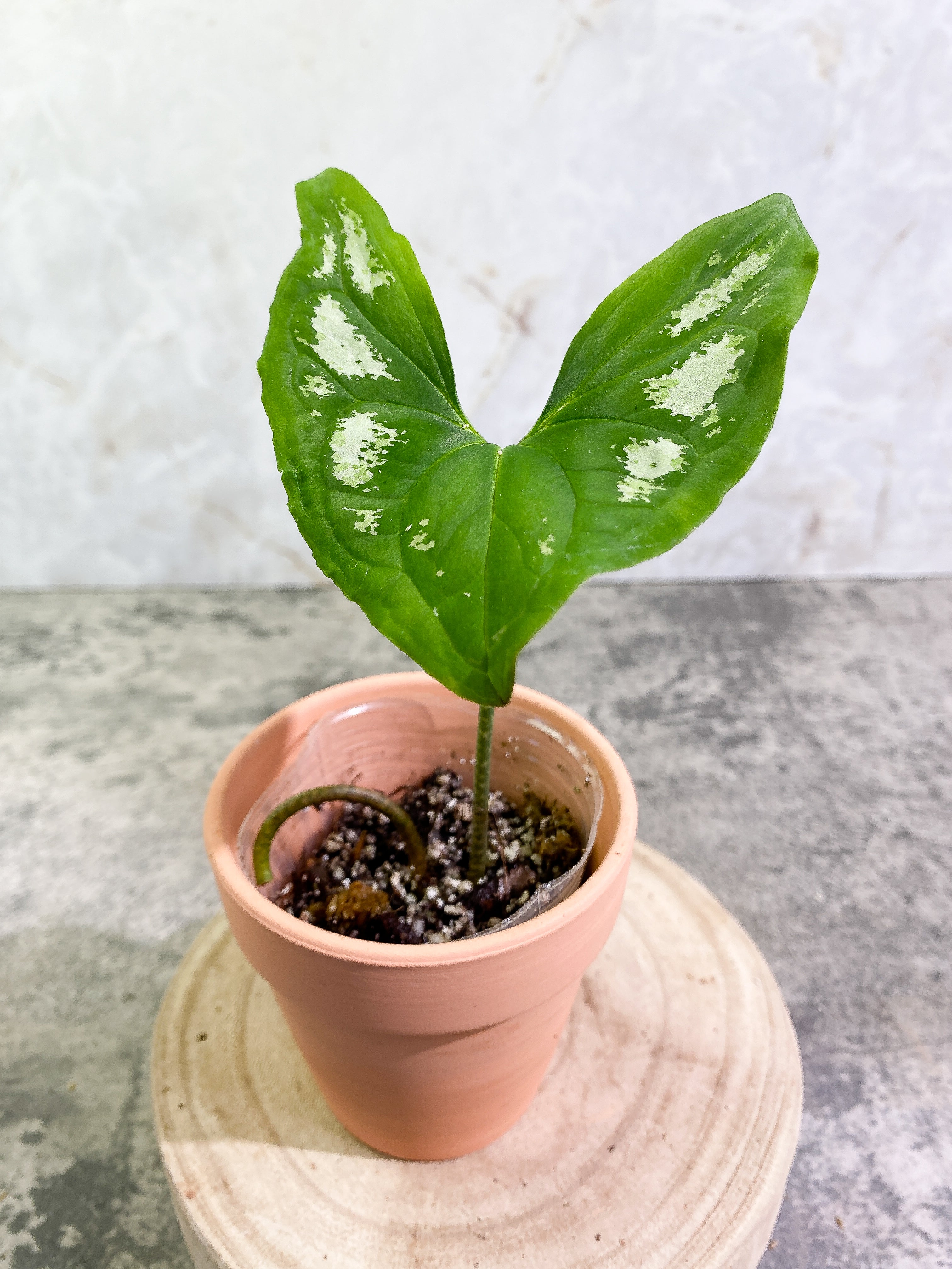 Ulearum donburnsii Rooted 1 leaf
