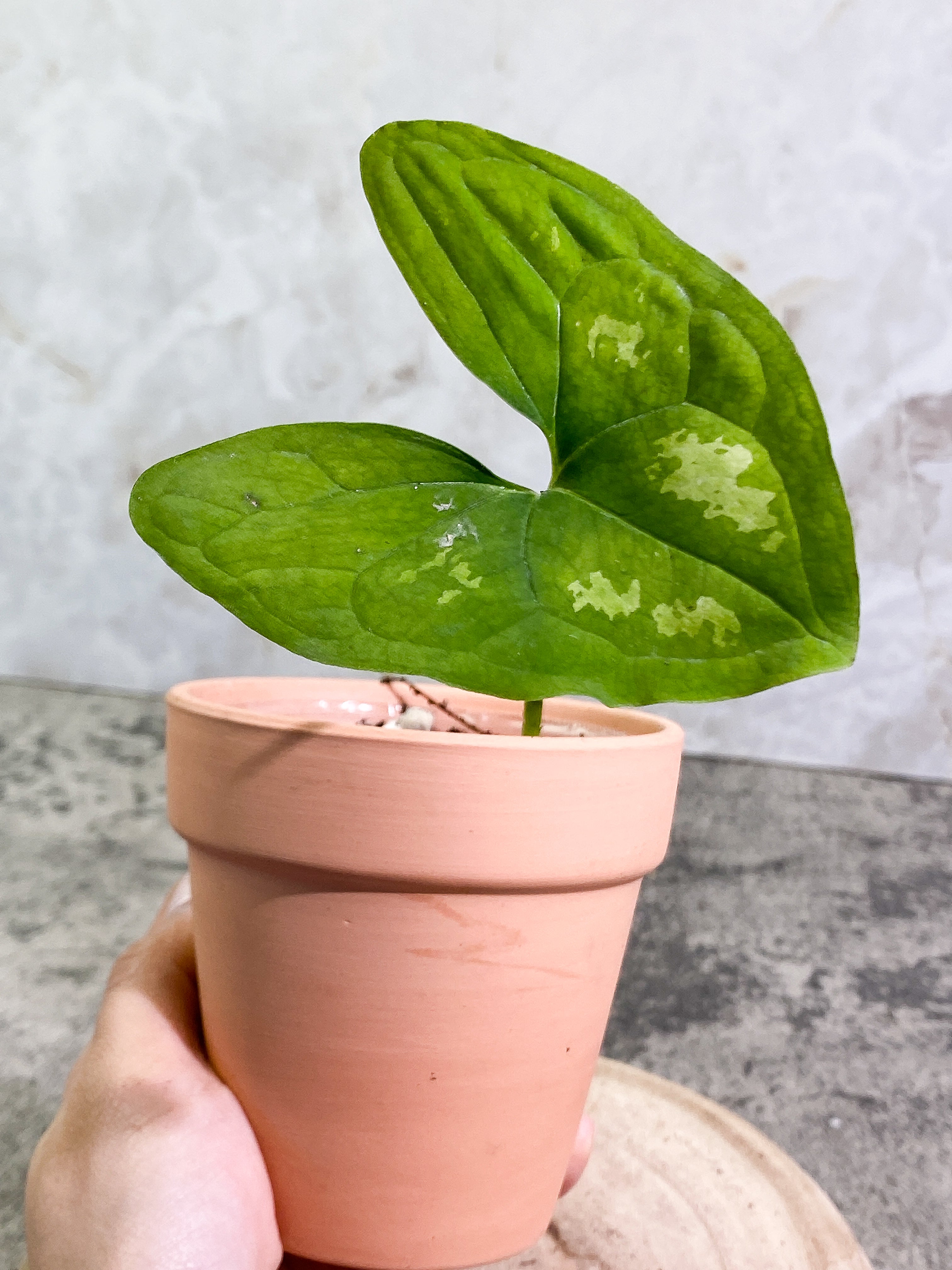 Ulearum donburnsii with 1 leaf slightly rooted
