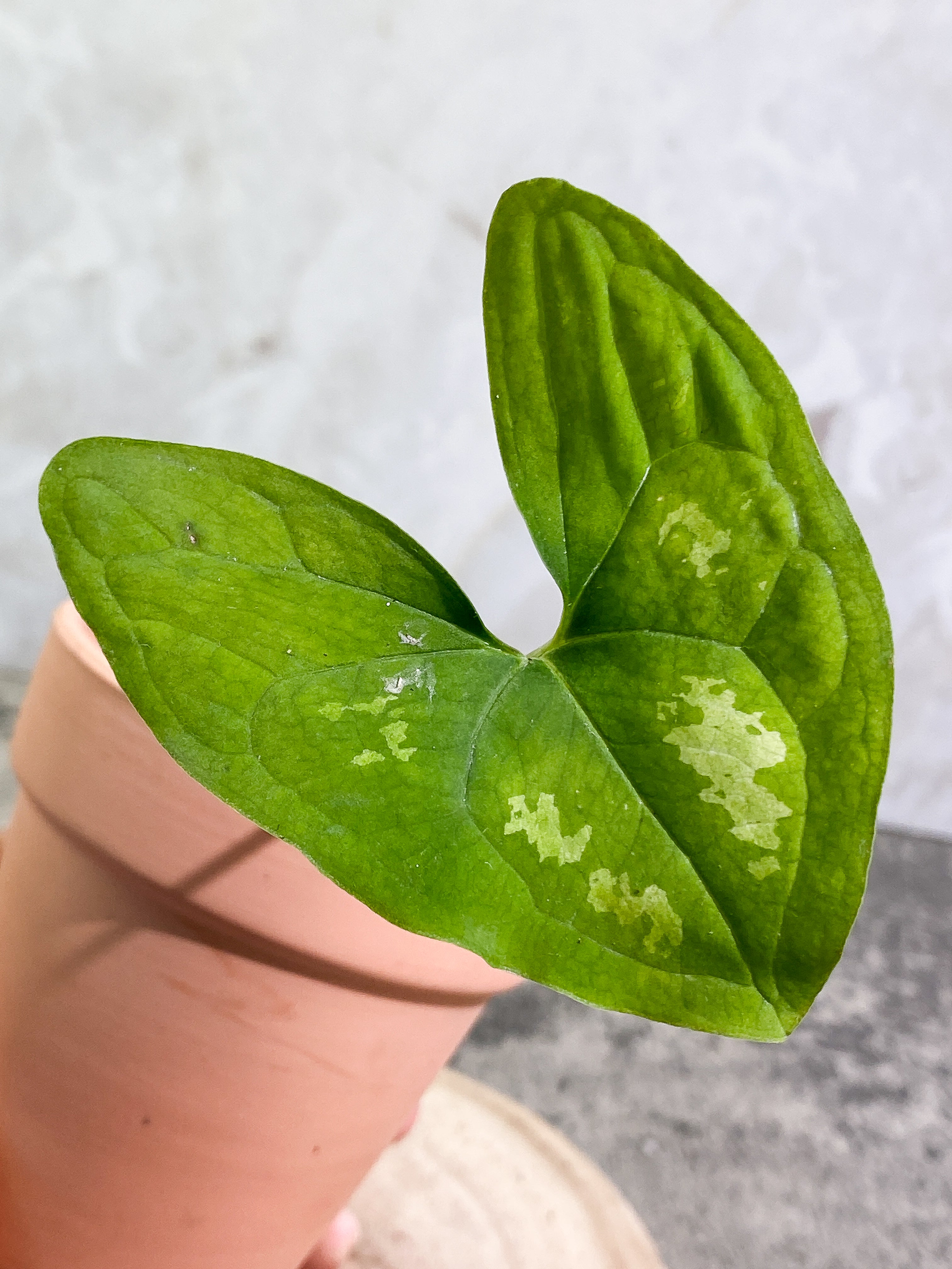 Ulearum donburnsii with 1 leaf slightly rooted