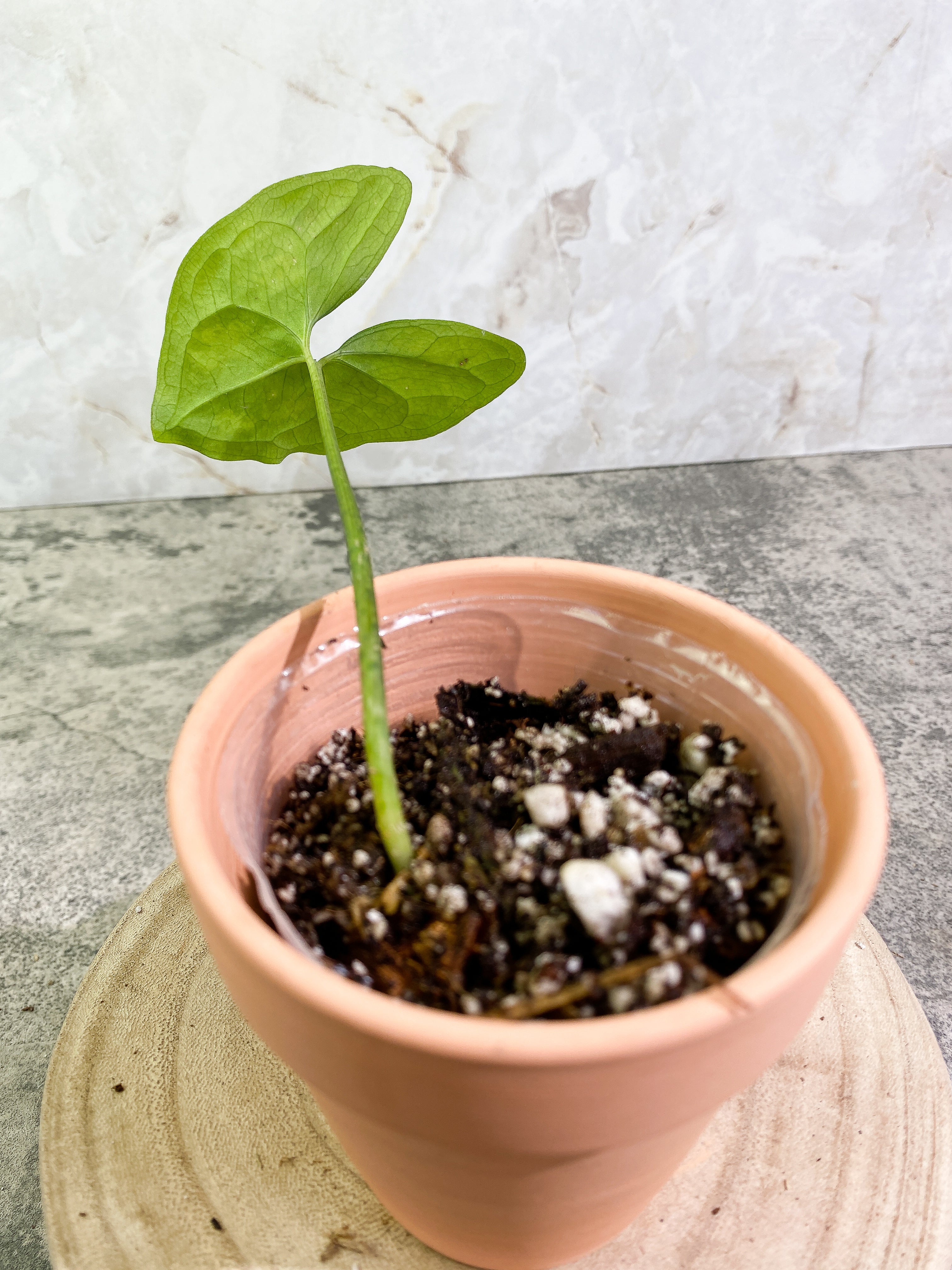Ulearum donburnsii with 1 leaf slightly rooted