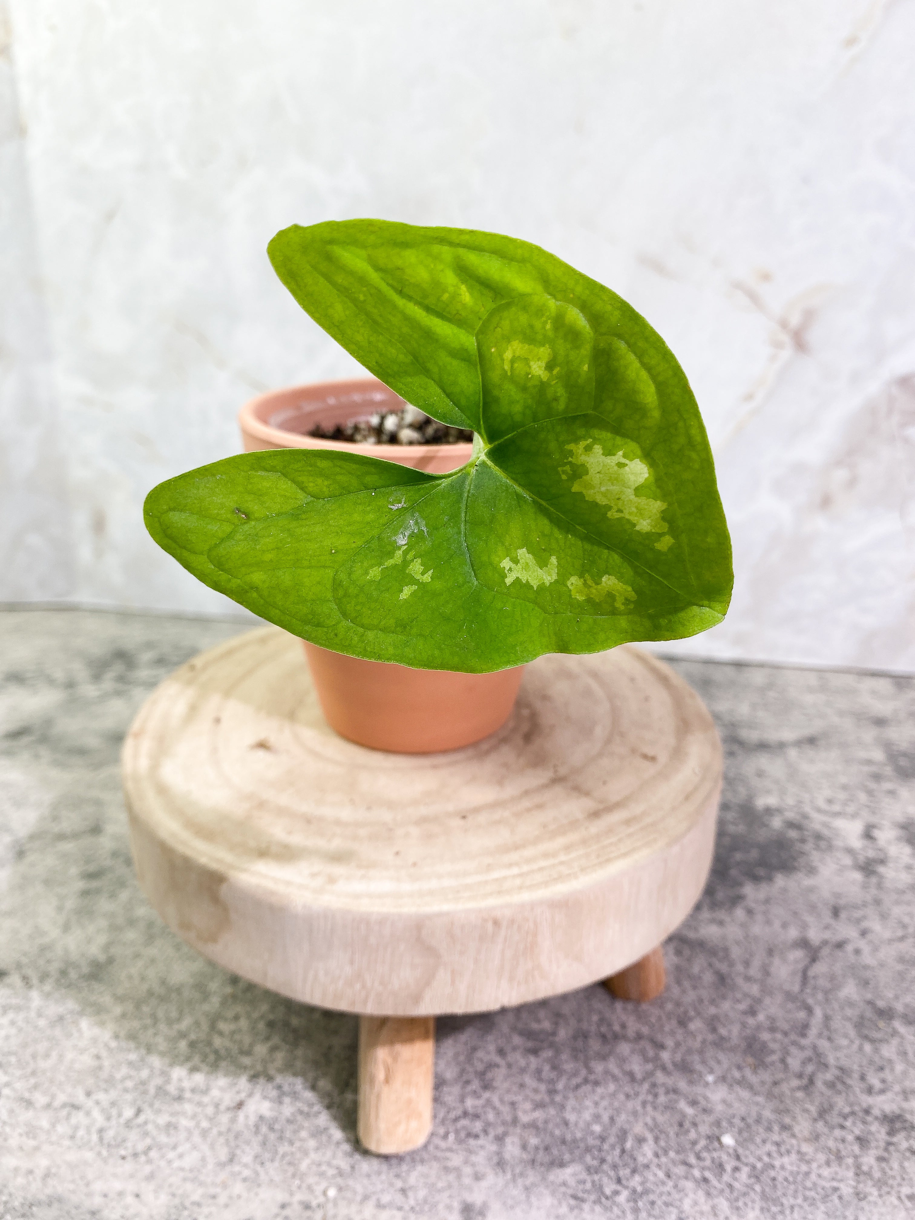 Ulearum donburnsii with 1 leaf slightly rooted