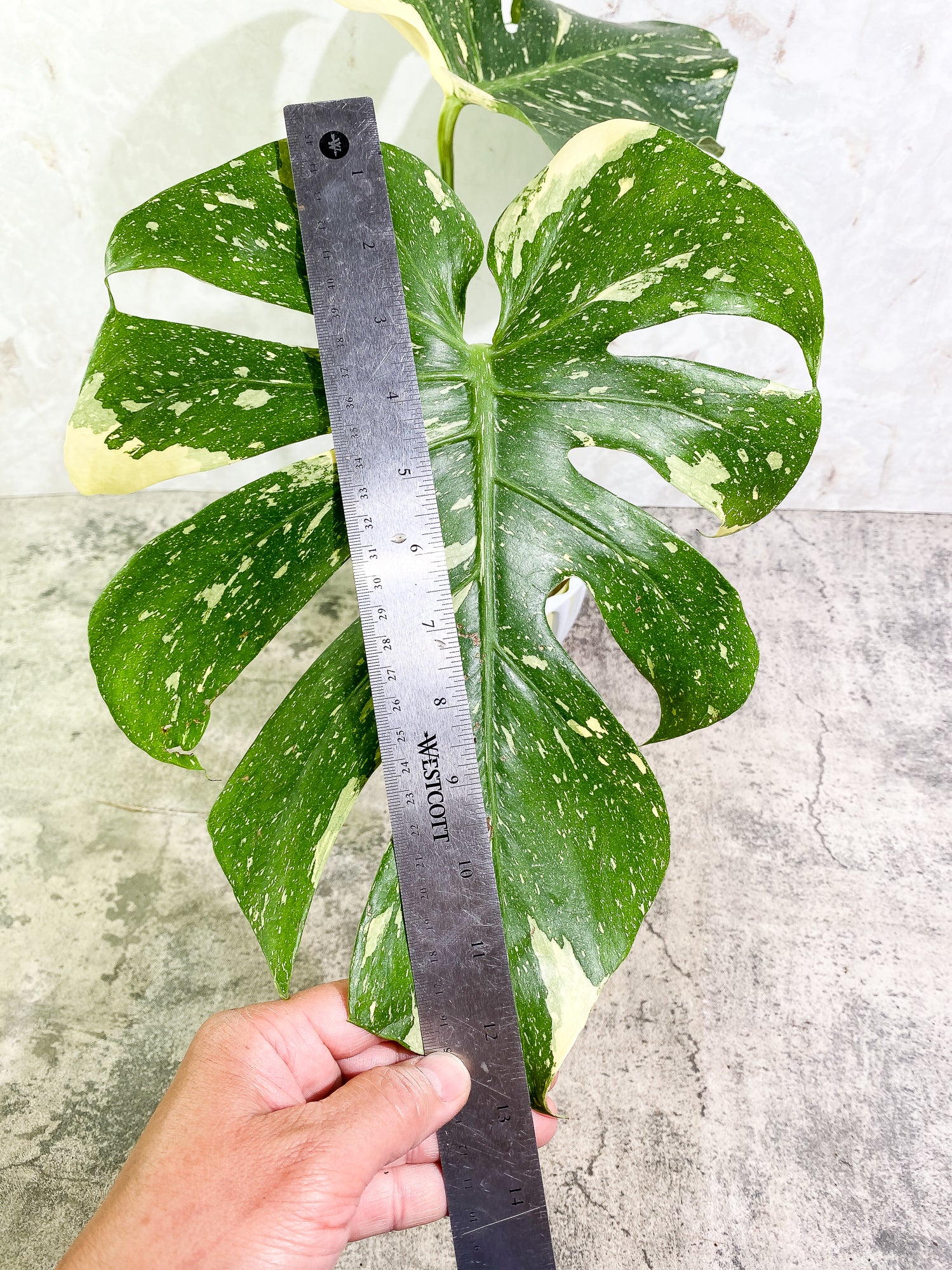 Monstera Thai Constellation 2 leaves & 1 unfurling leaf Slightly Rooted