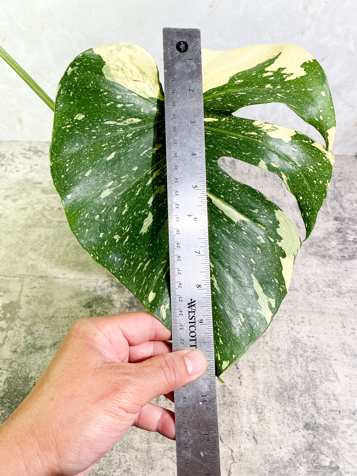Monstera Thai Constellation 2 leaves & 1 unfurling leaf Slightly Rooted