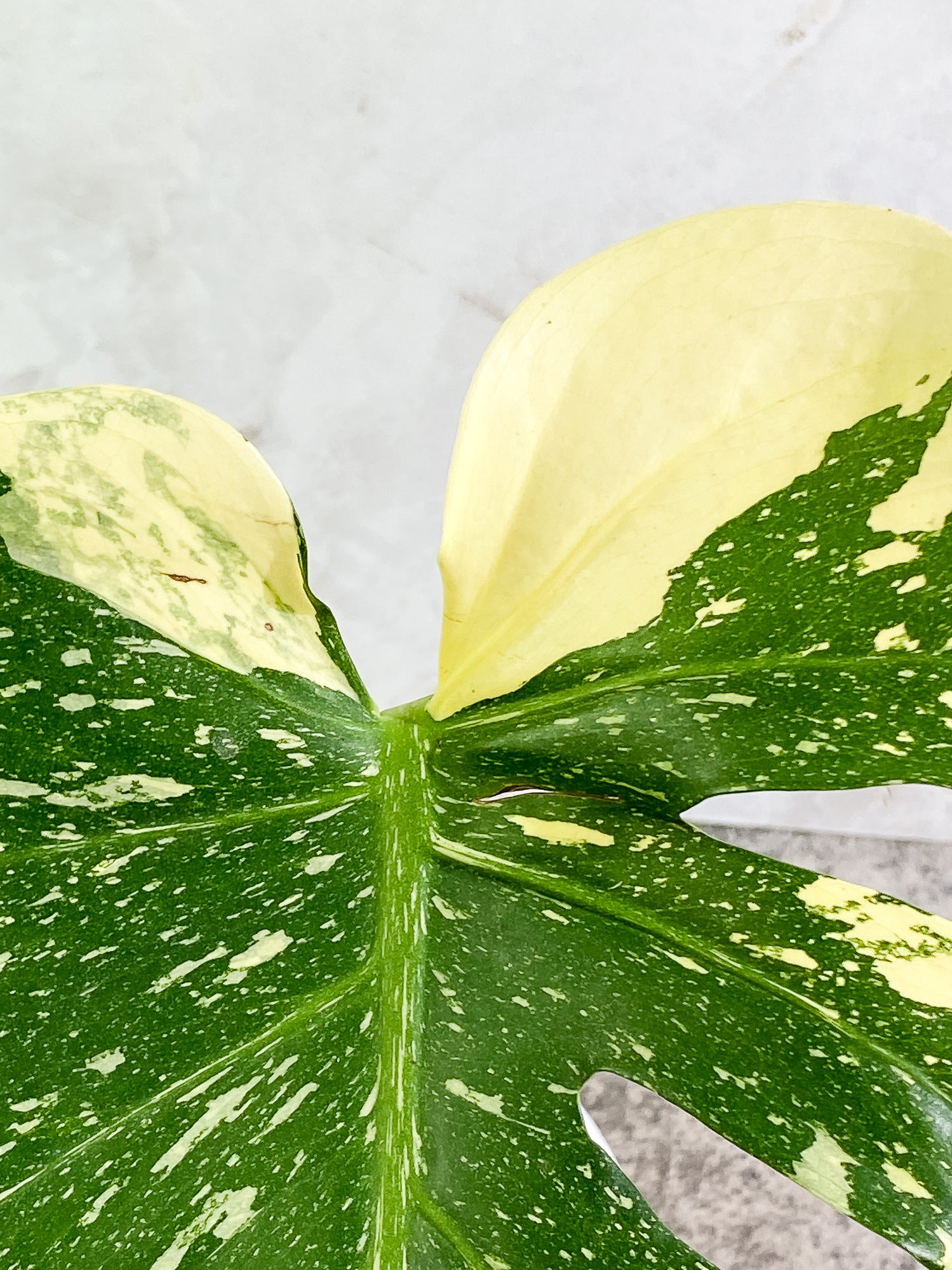 Monstera Thai Constellation 2 leaves & 1 unfurling leaf Slightly Rooted