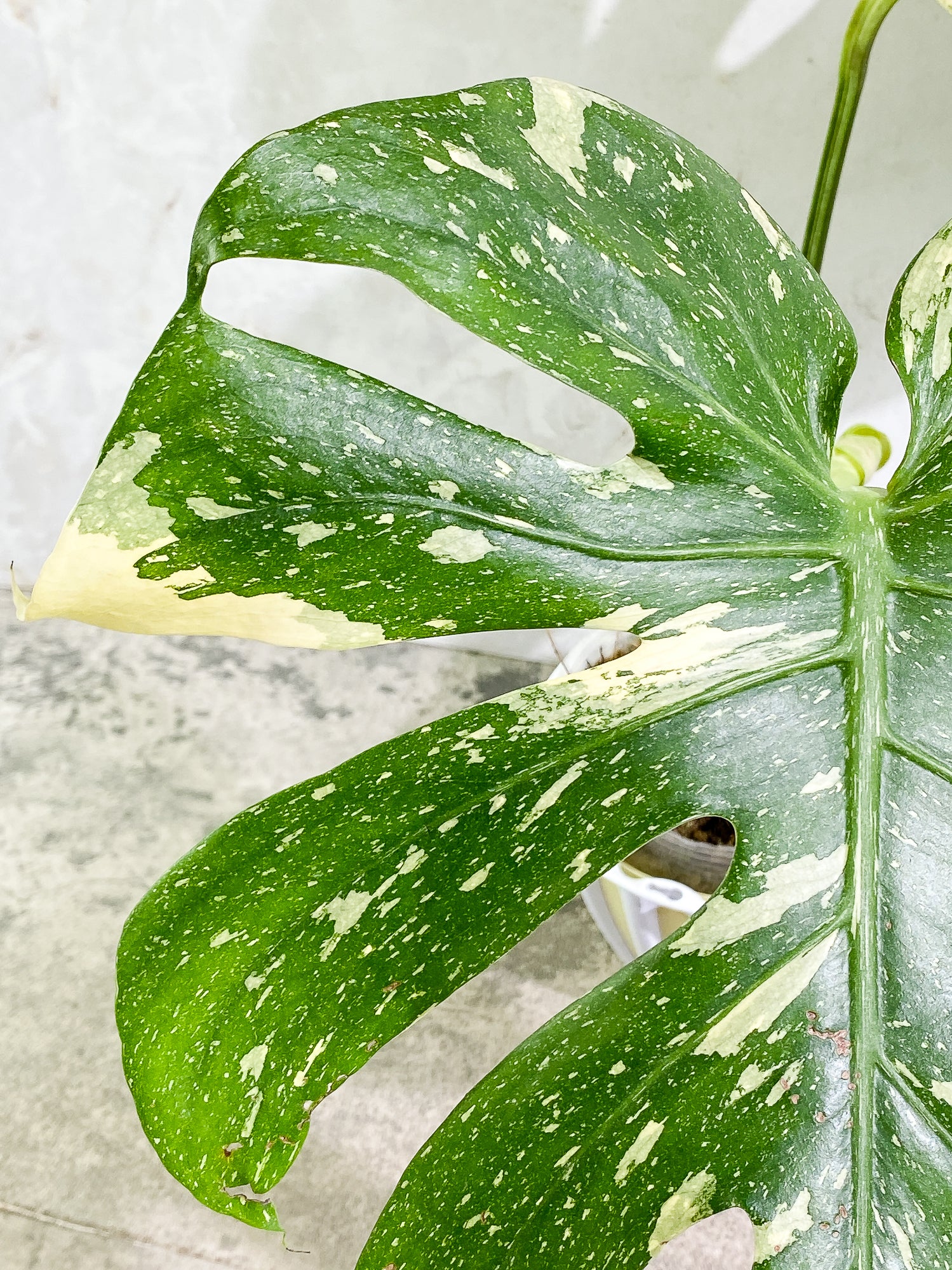 Monstera Thai Constellation 2 leaves & 1 unfurling leaf Slightly Rooted