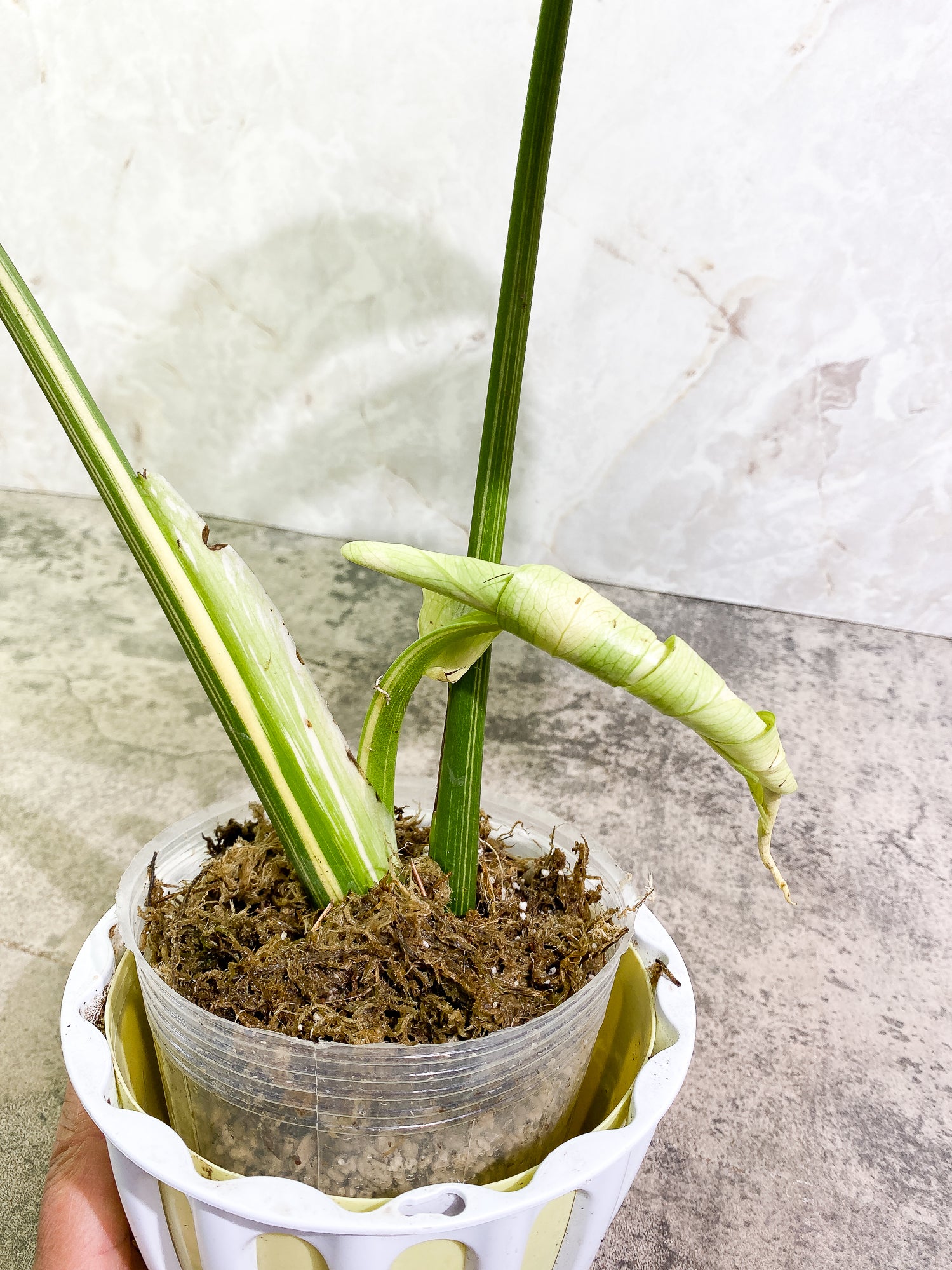 Monstera Thai Constellation 2 leaves & 1 unfurling leaf Slightly Rooted
