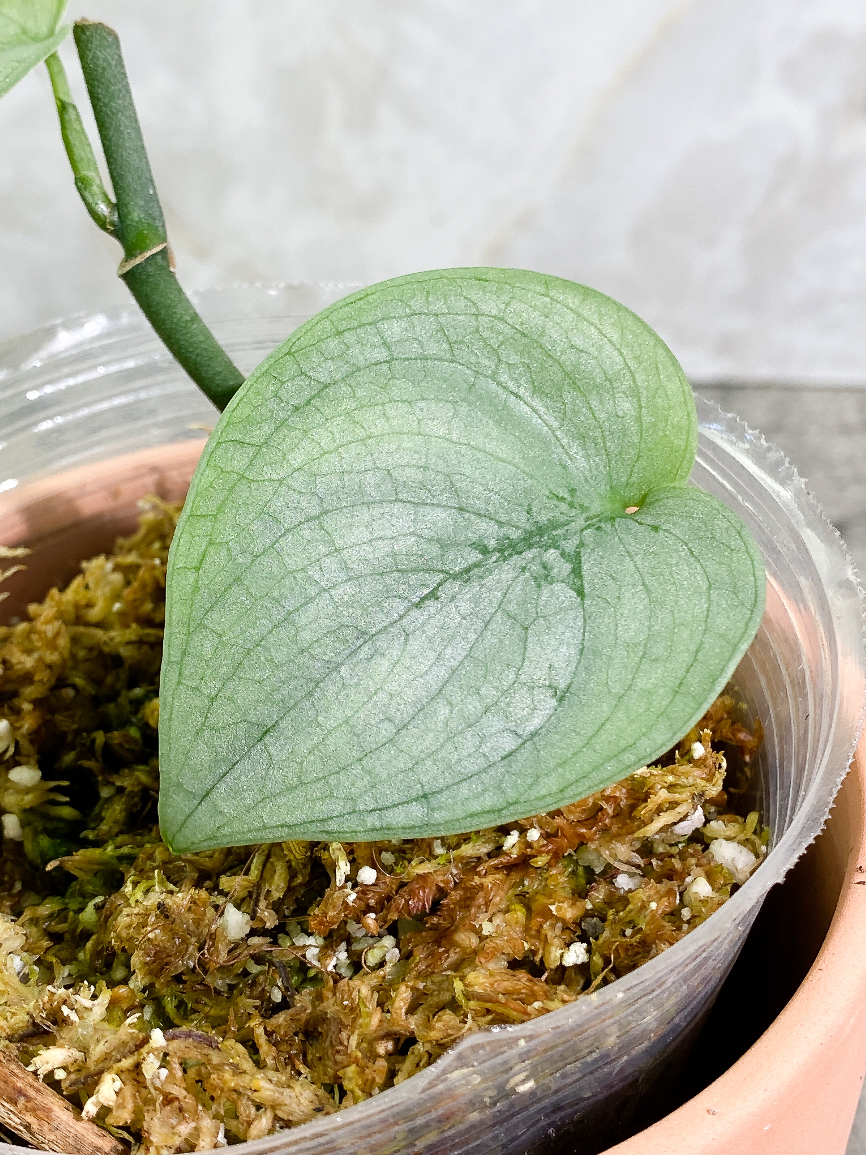 Scindapsus Silver Hero 2 leaves Rooted