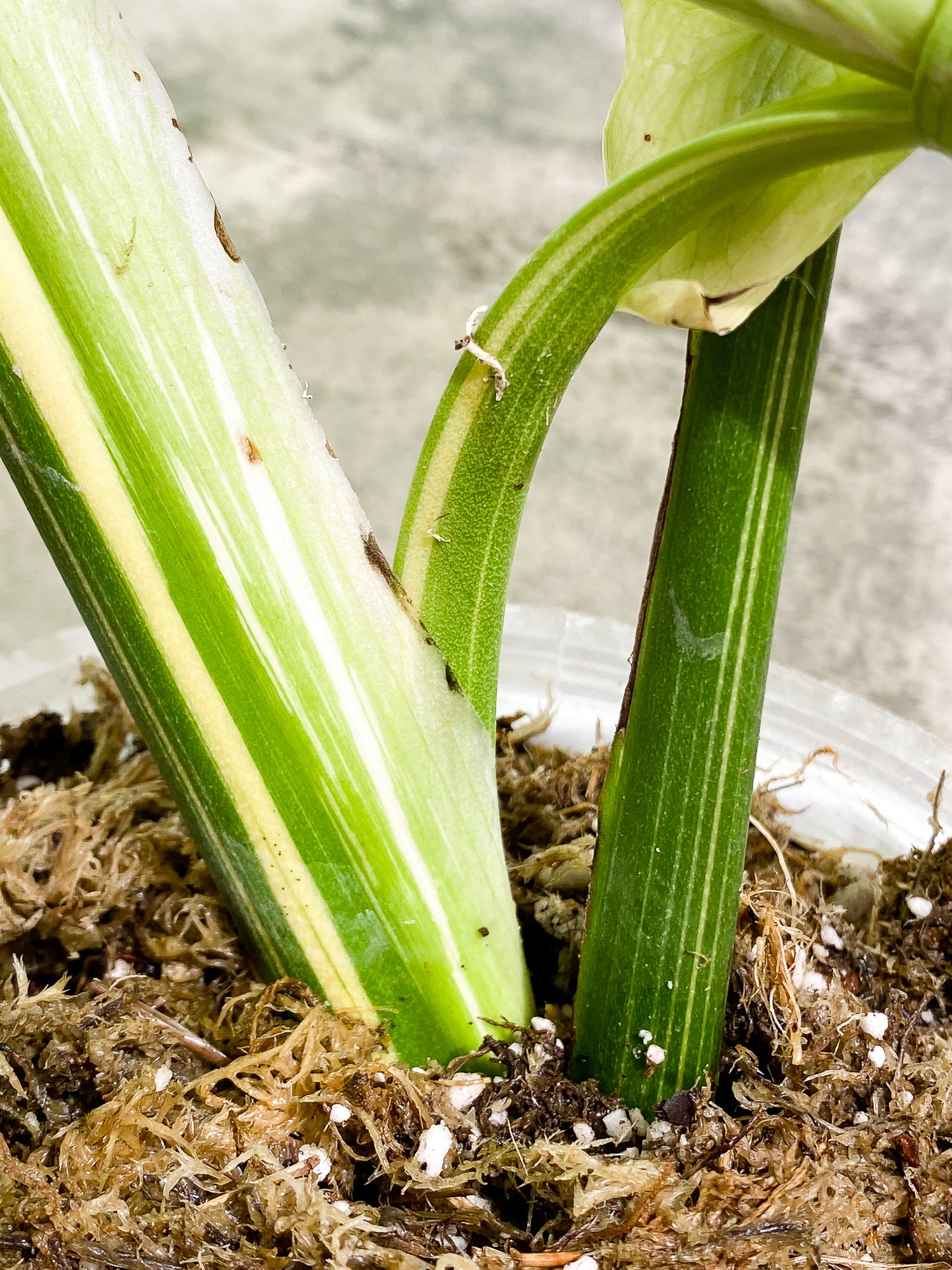 Monstera Thai Constellation 2 leaves & 1 unfurling leaf Slightly Rooted