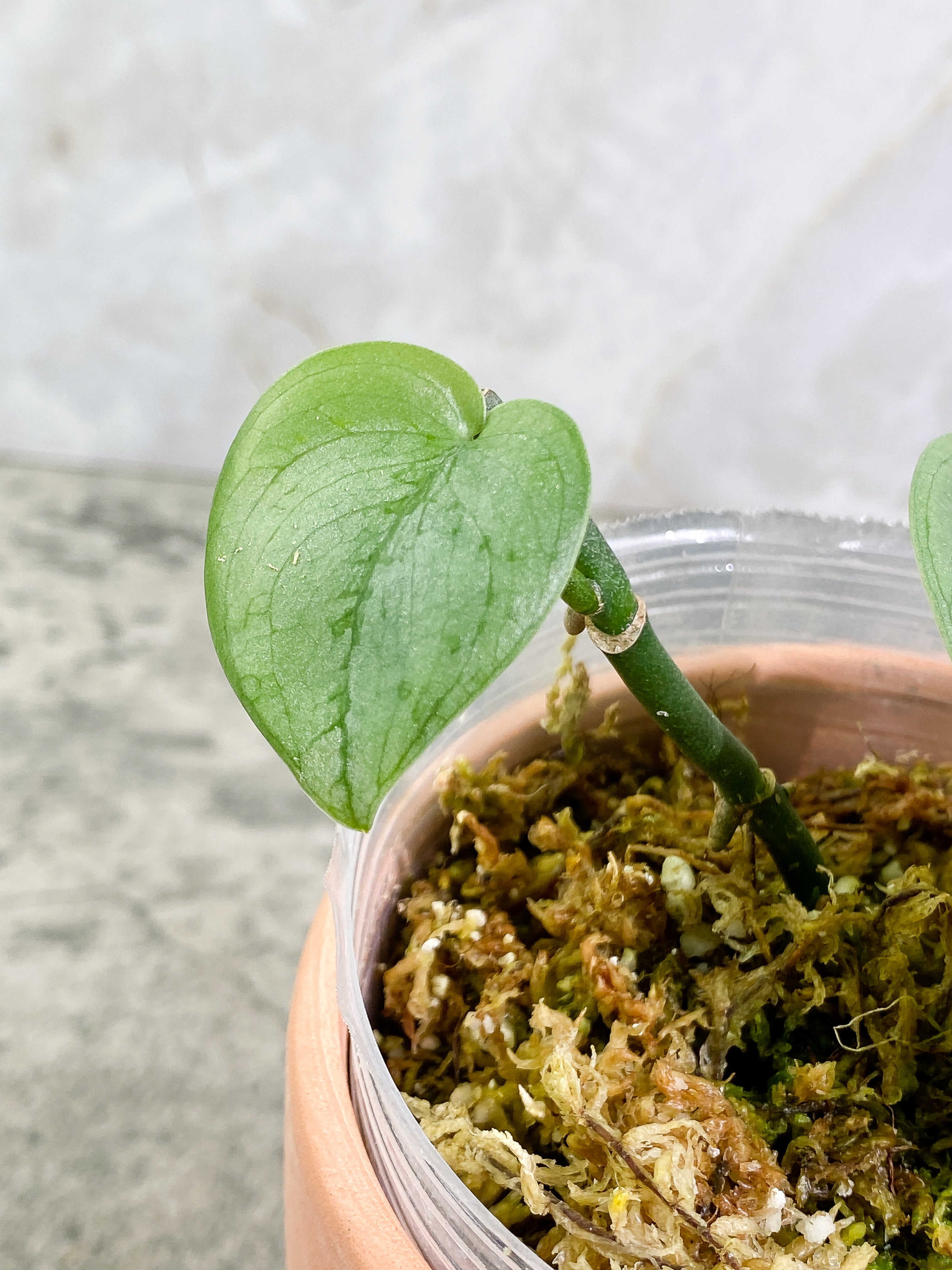 Scindapsus Silver Hero 2 leaves Rooted