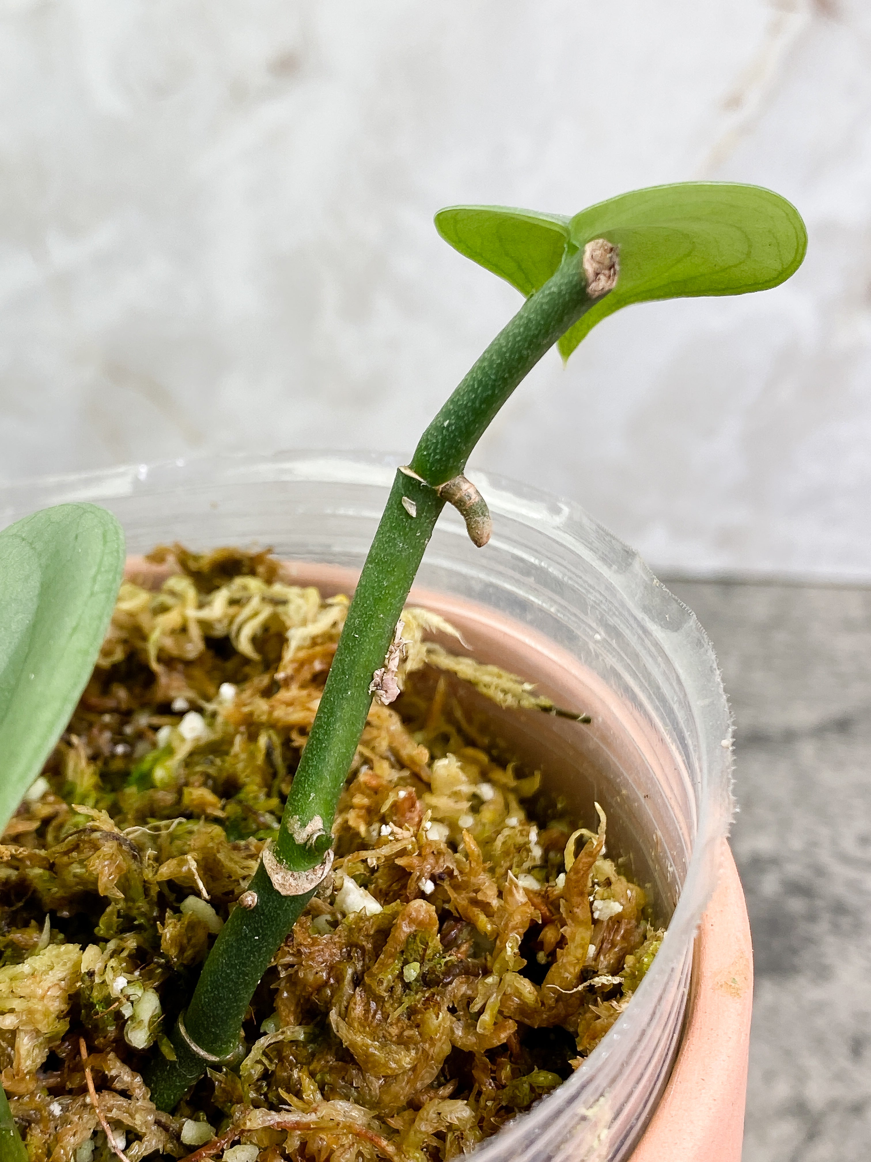 Scindapsus Silver Hero 2 leaves Rooted
