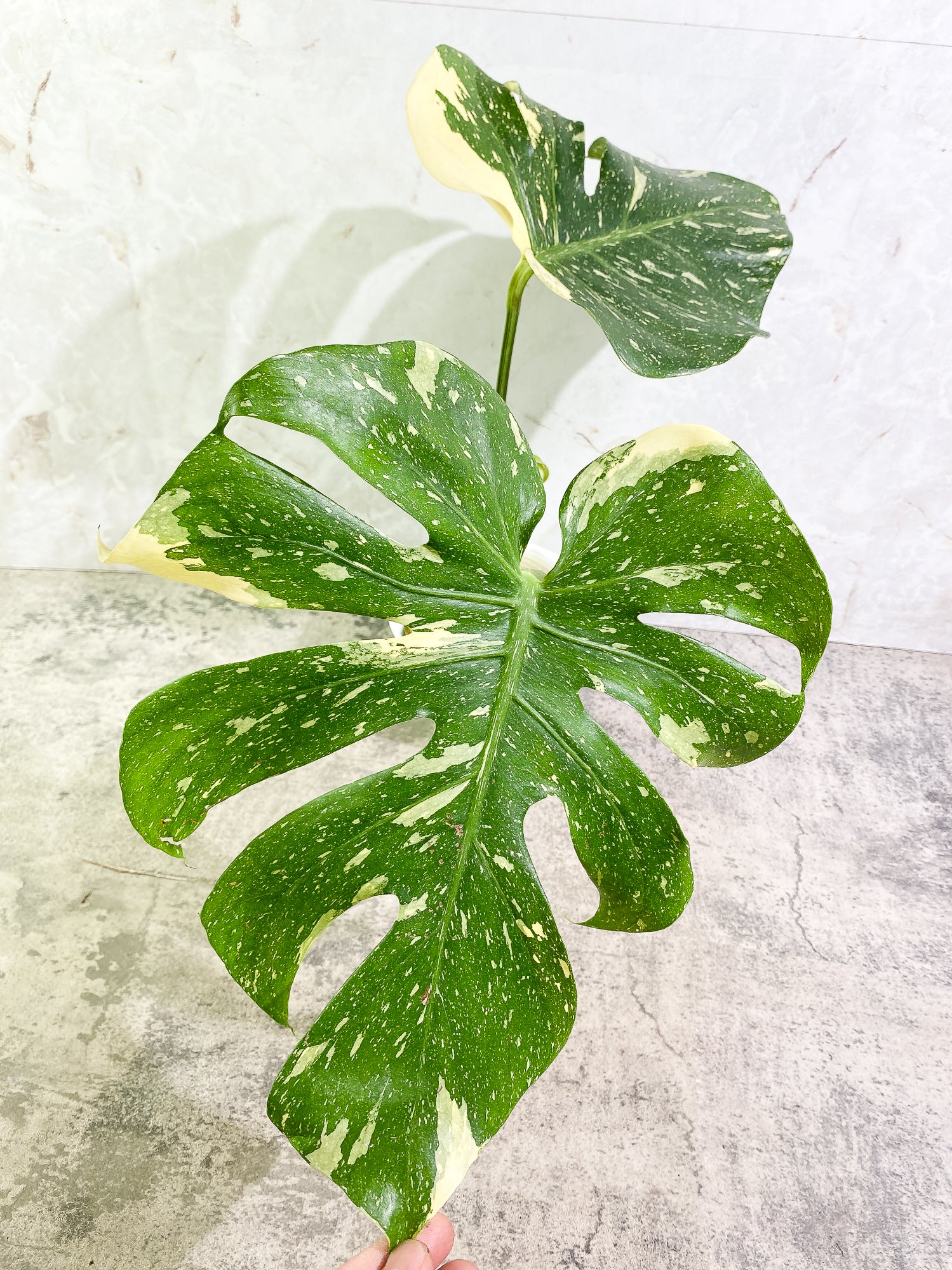 Monstera Thai Constellation 2 leaves & 1 unfurling leaf Slightly Rooted