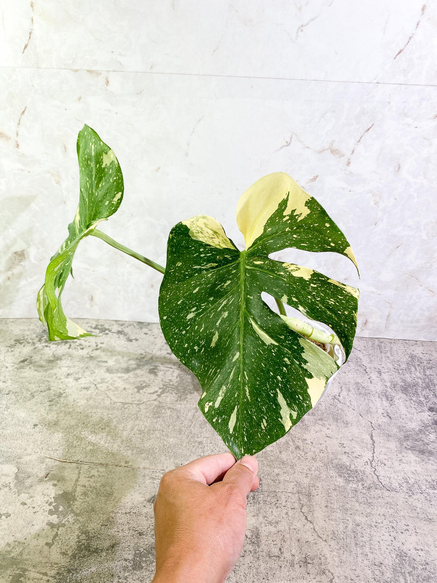 Monstera Thai Constellation 2 leaves & 1 unfurling leaf Slightly Rooted