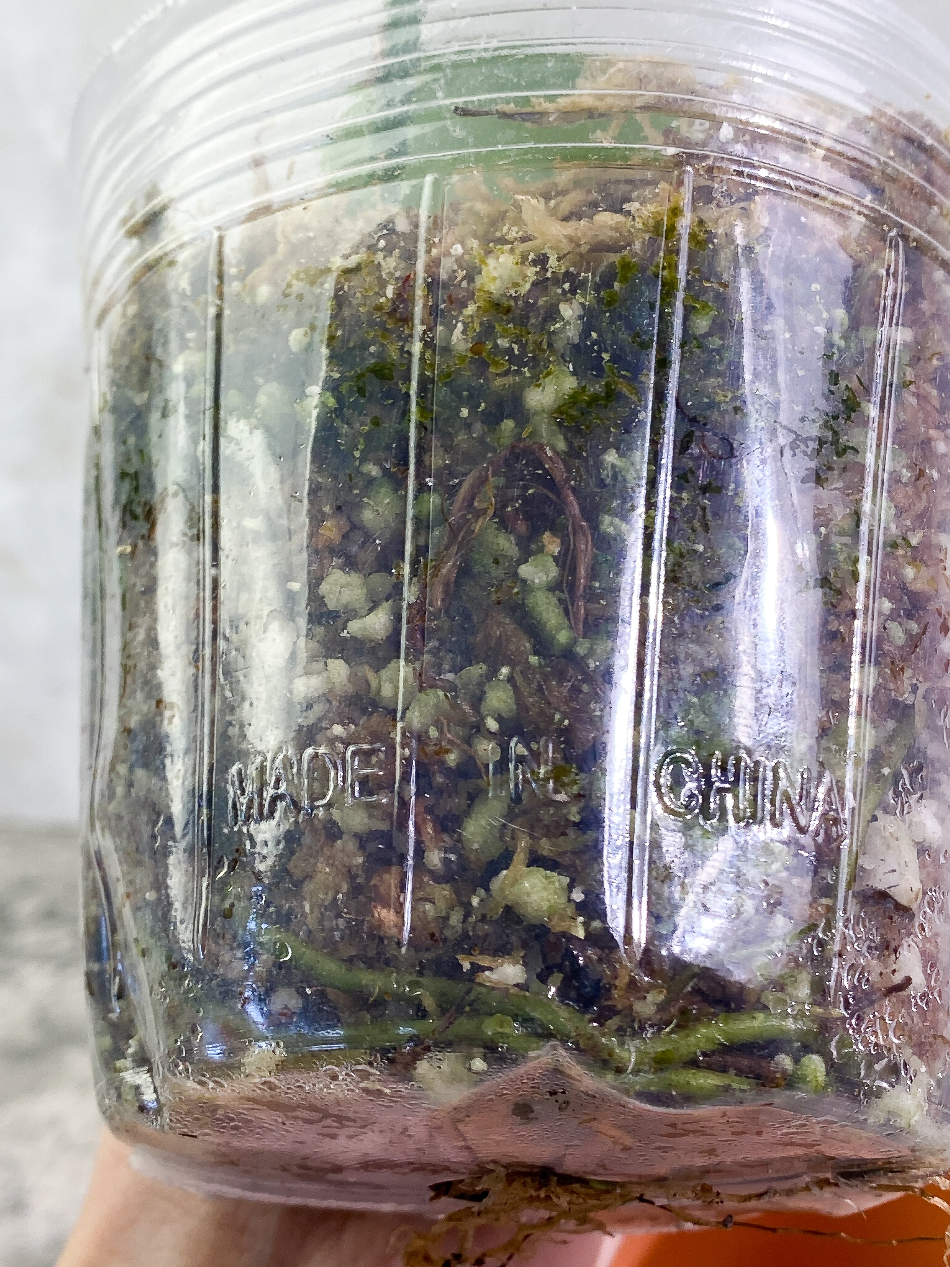 Scindapsus Silver Hero 2 leaves Rooted