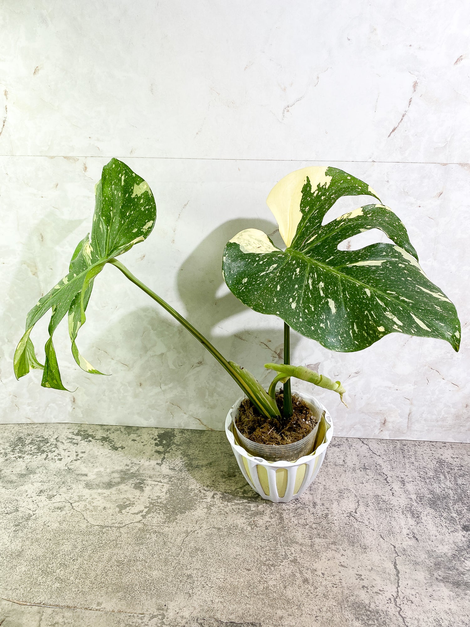 Monstera Thai Constellation 2 leaves & 1 unfurling leaf Slightly Rooted
