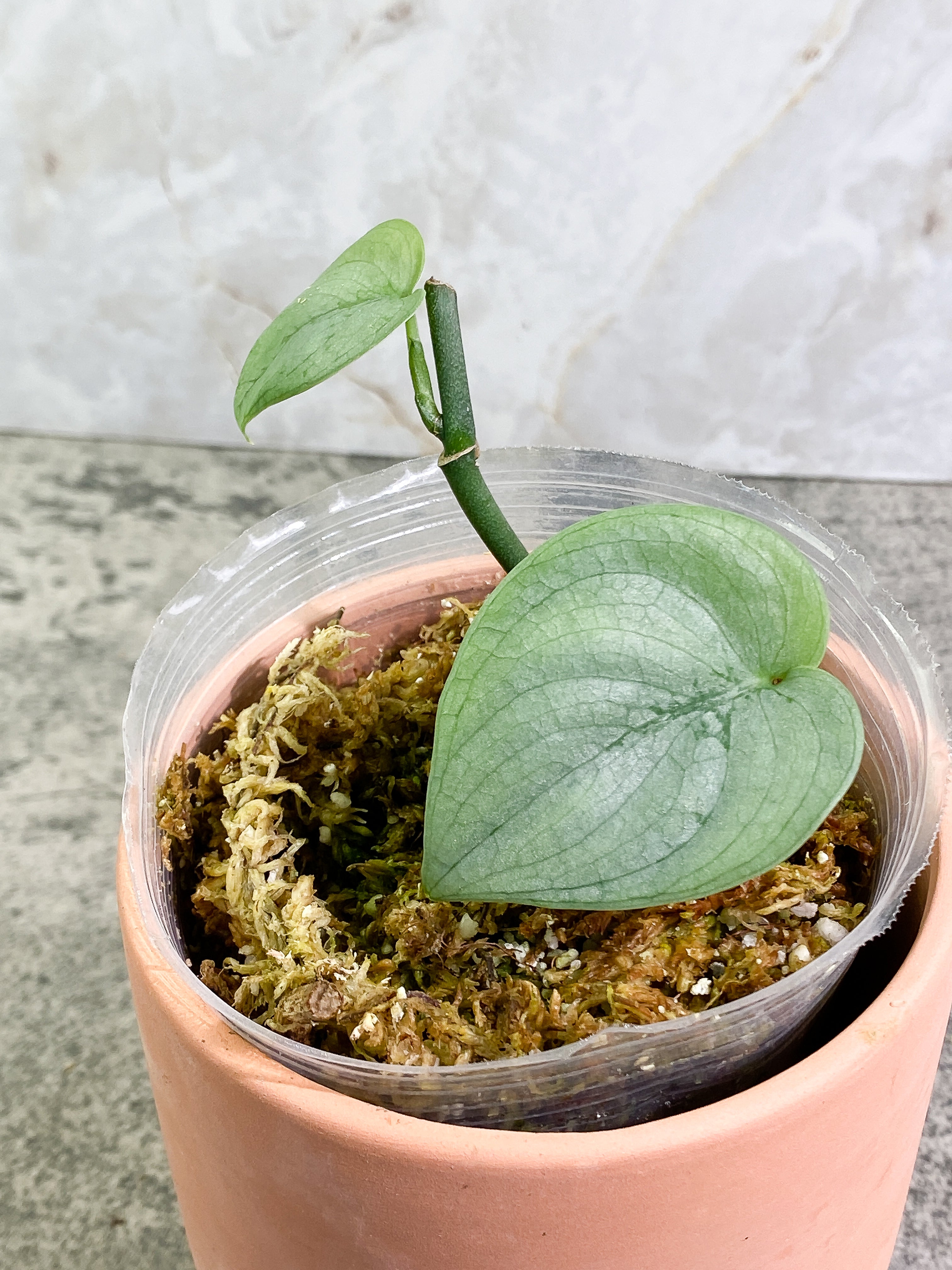Scindapsus Silver Hero 2 leaves Rooted