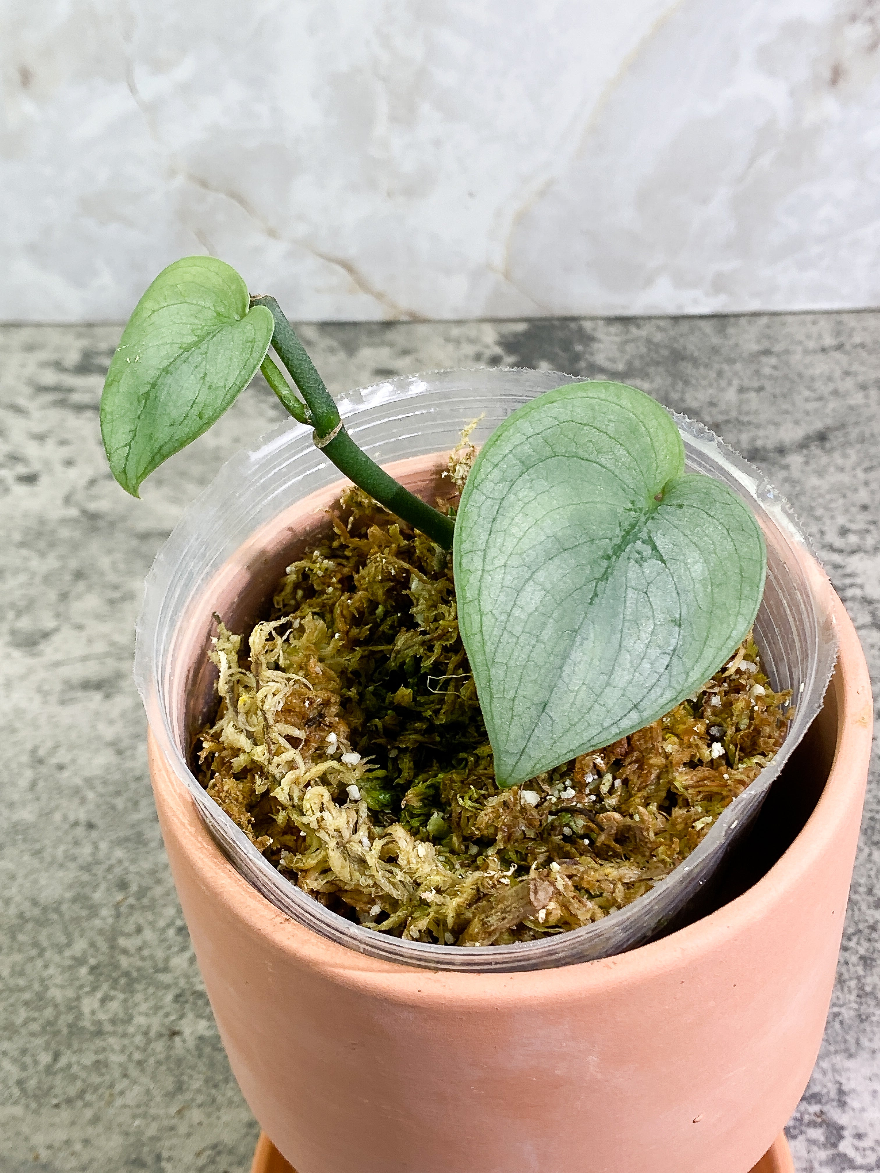 Scindapsus Silver Hero 2 leaves Rooted