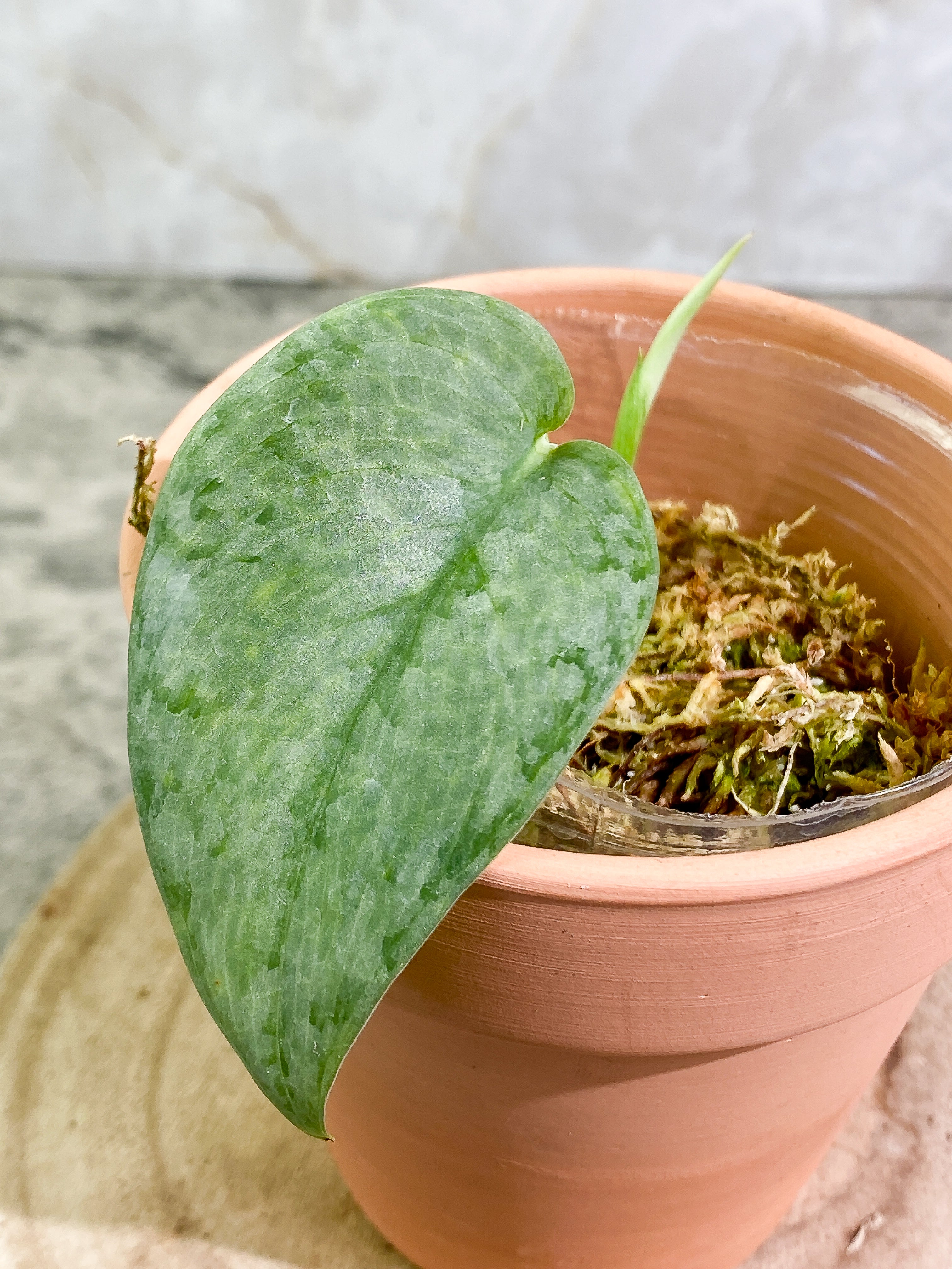 Scindapsus Silver Cloud 1 leaf 1 sprout Rooted