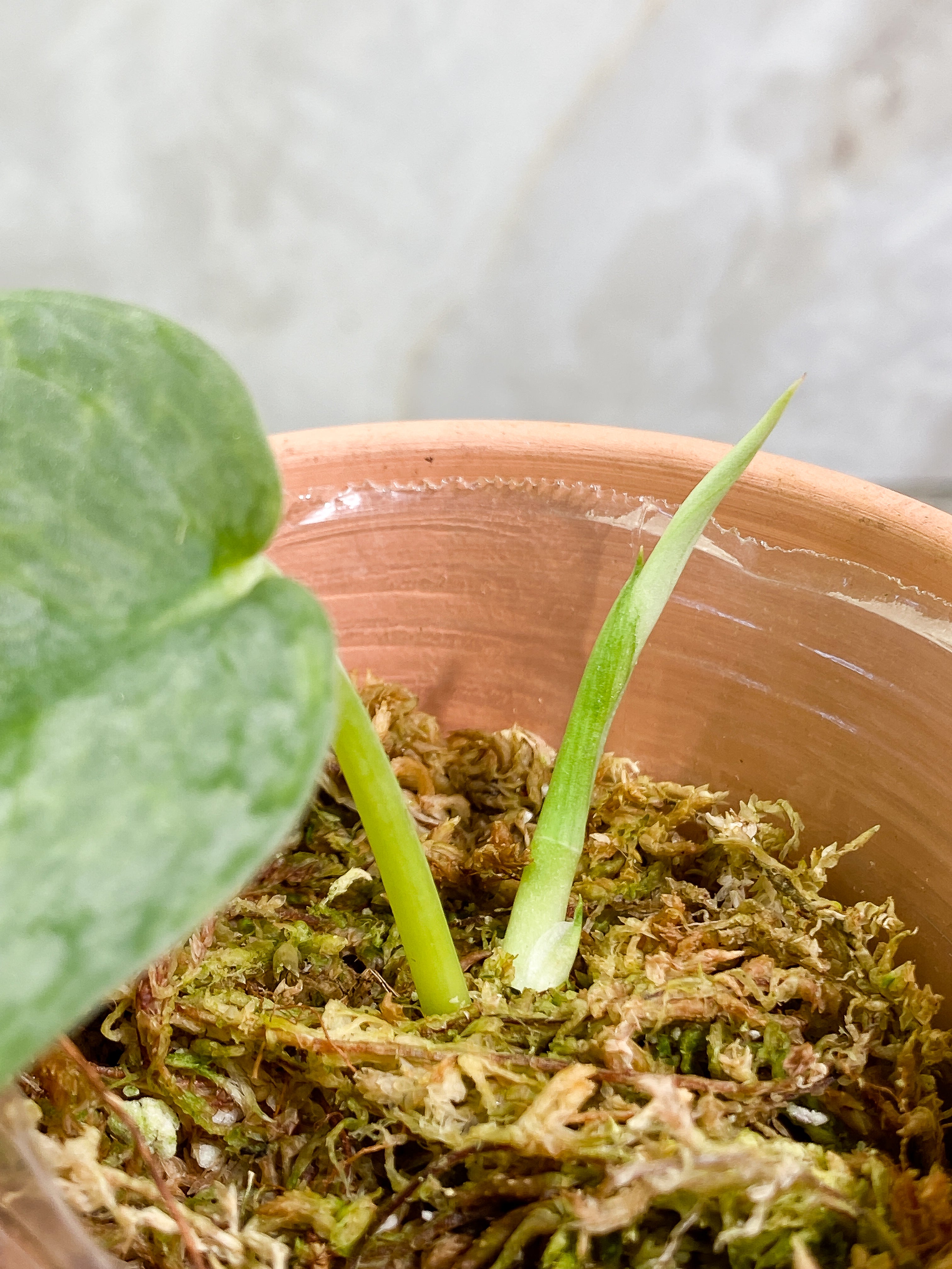 Scindapsus Silver Cloud 1 leaf 1 sprout Rooted