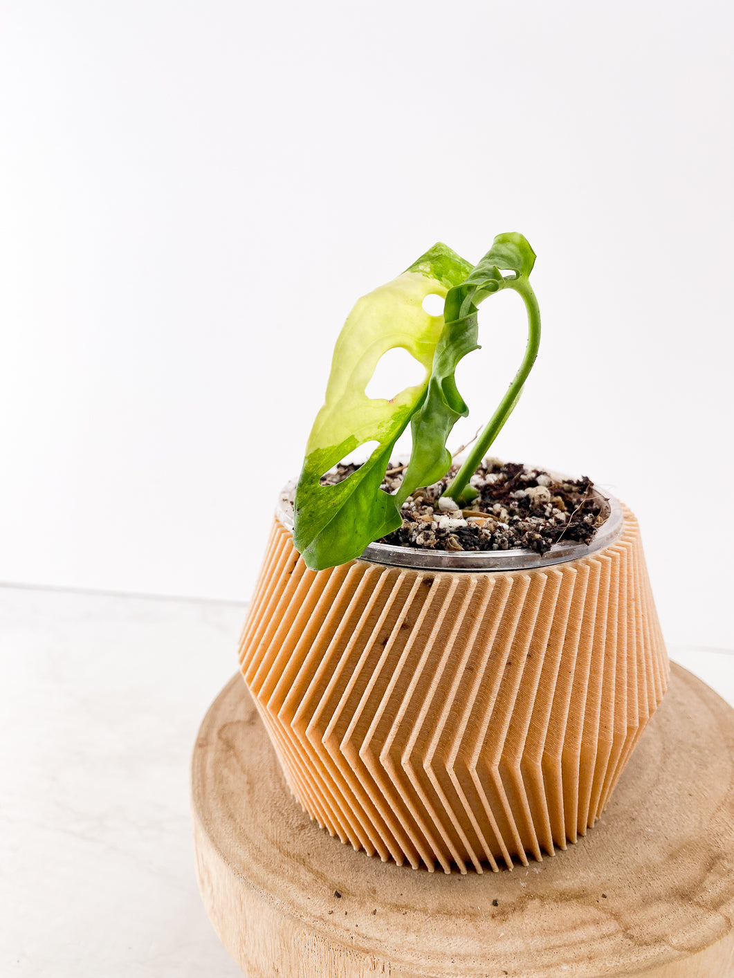 Monstera Adansonii Aurea 1 leaf slightly rooted
