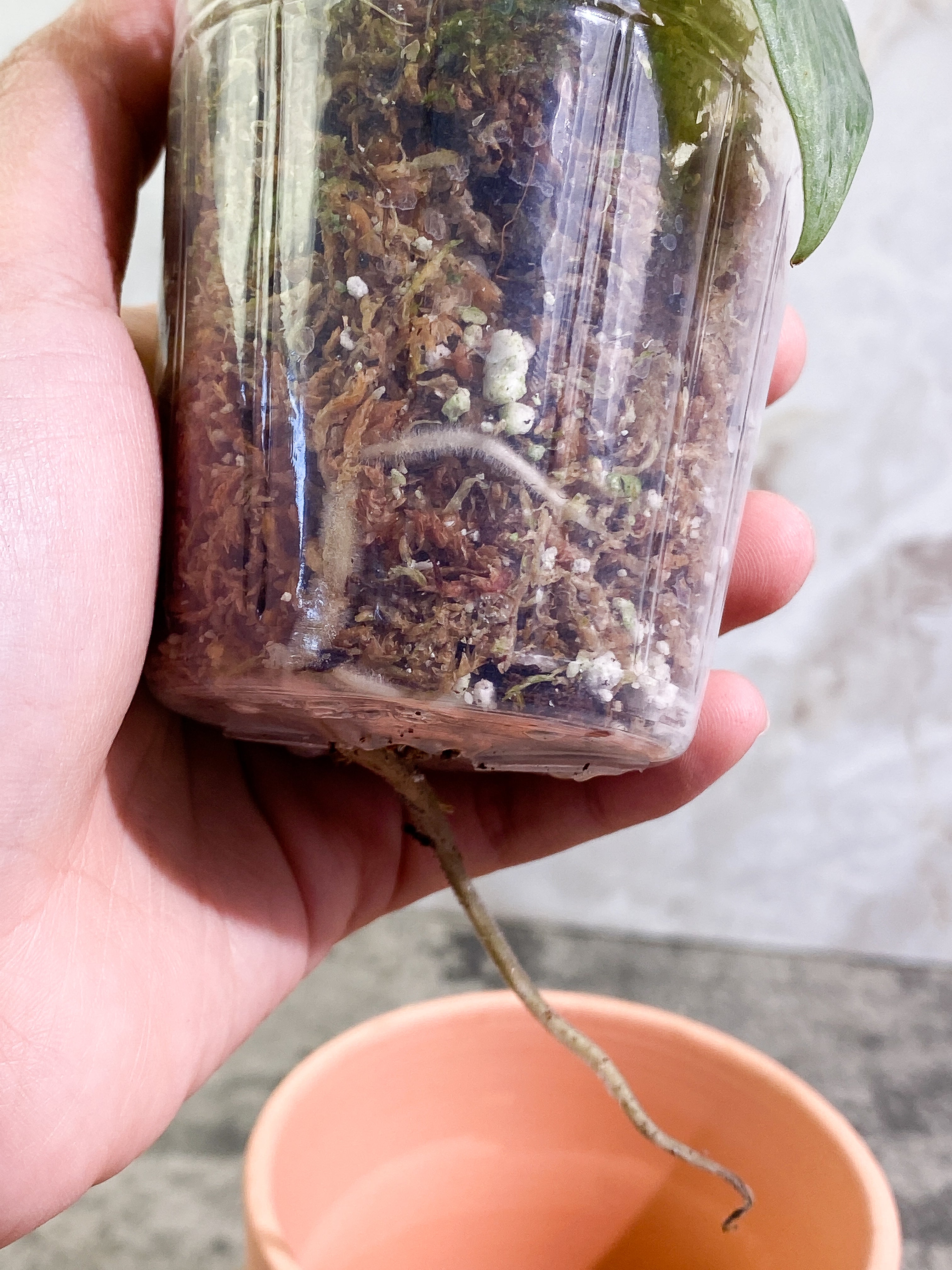 Scindapsus Silver Cloud 1 leaf 1 sprout Rooted