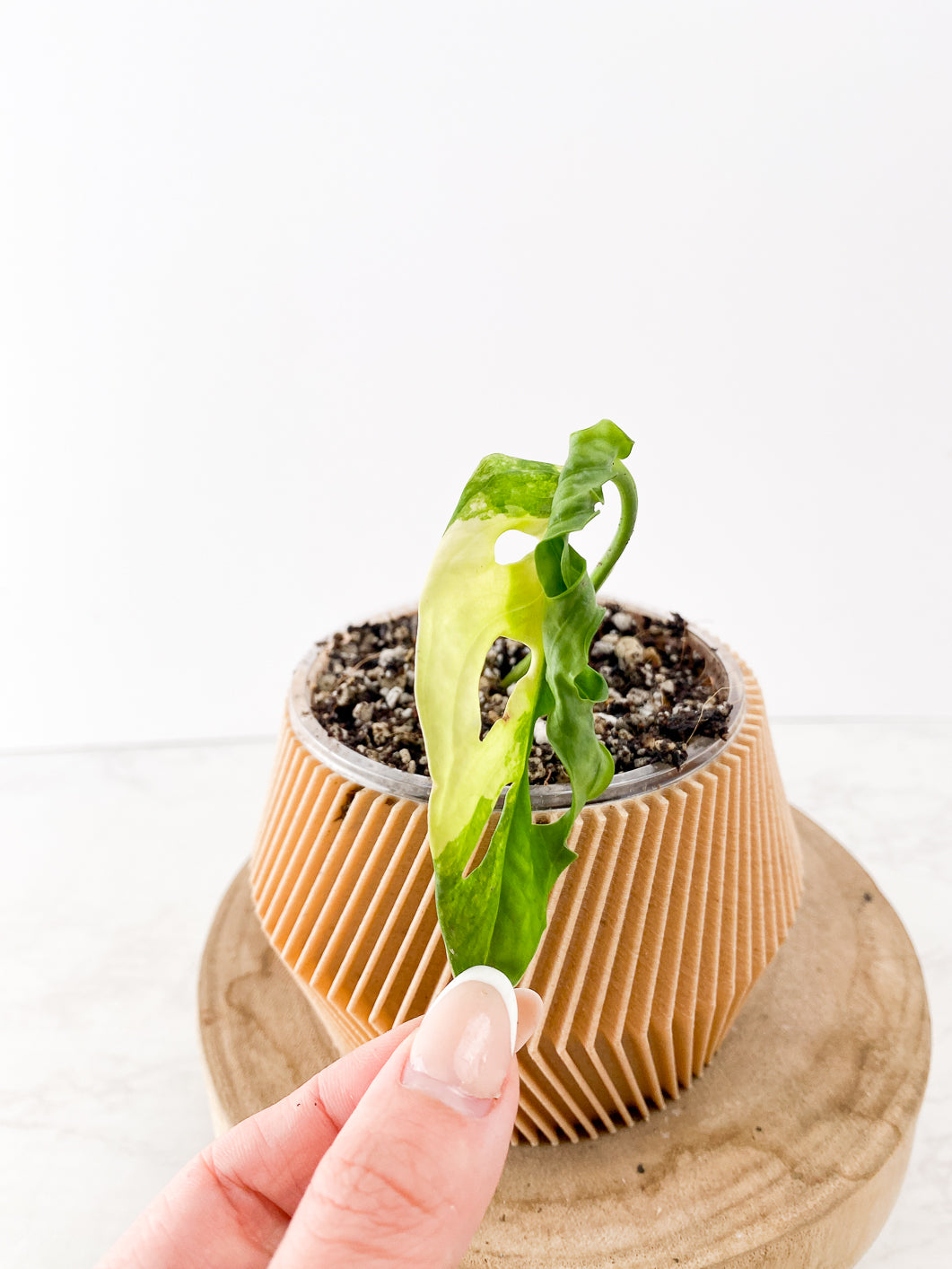 Monstera Adansonii Aurea 1 leaf slightly rooted