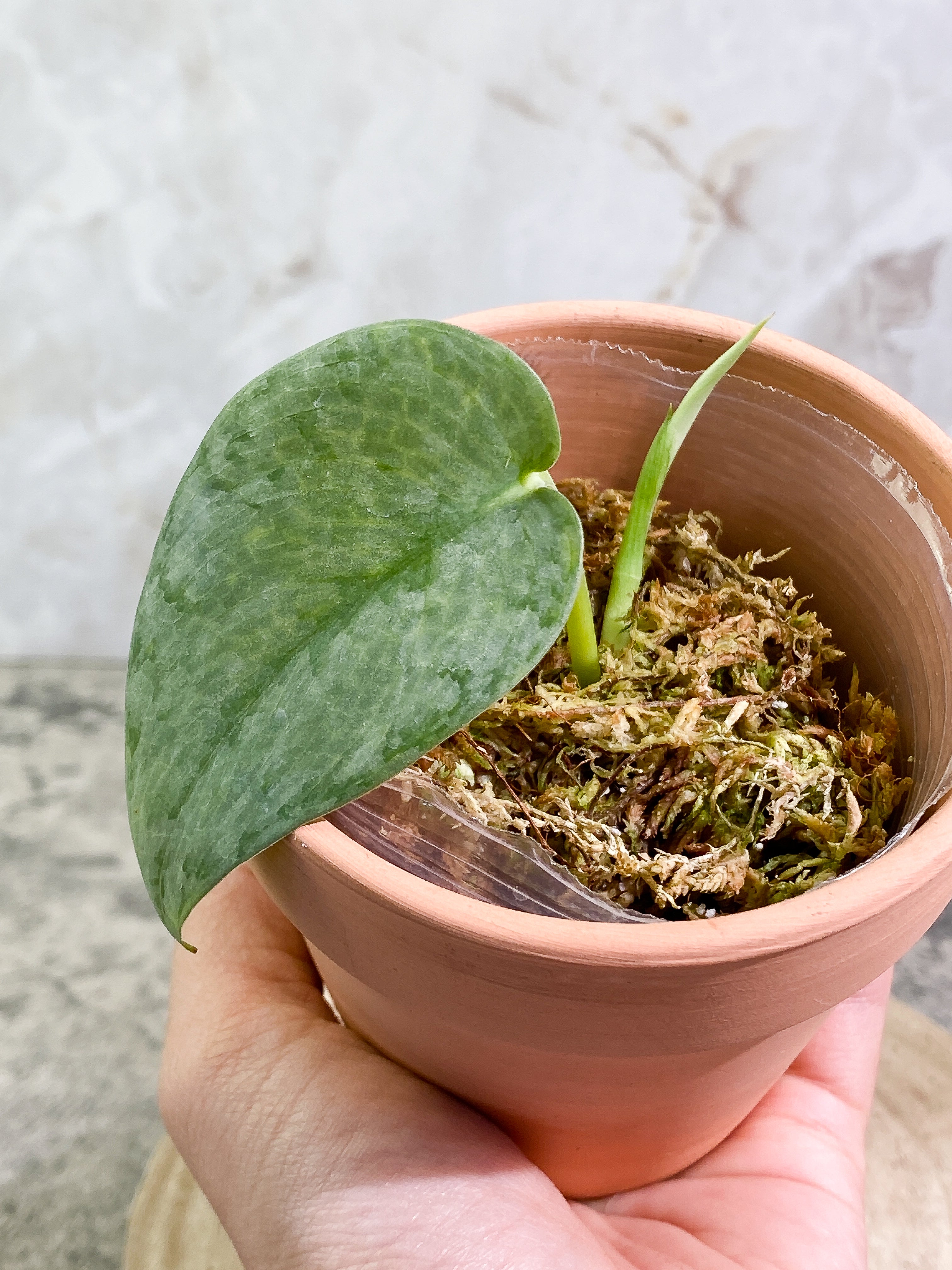 Scindapsus Silver Cloud 1 leaf 1 sprout Rooted