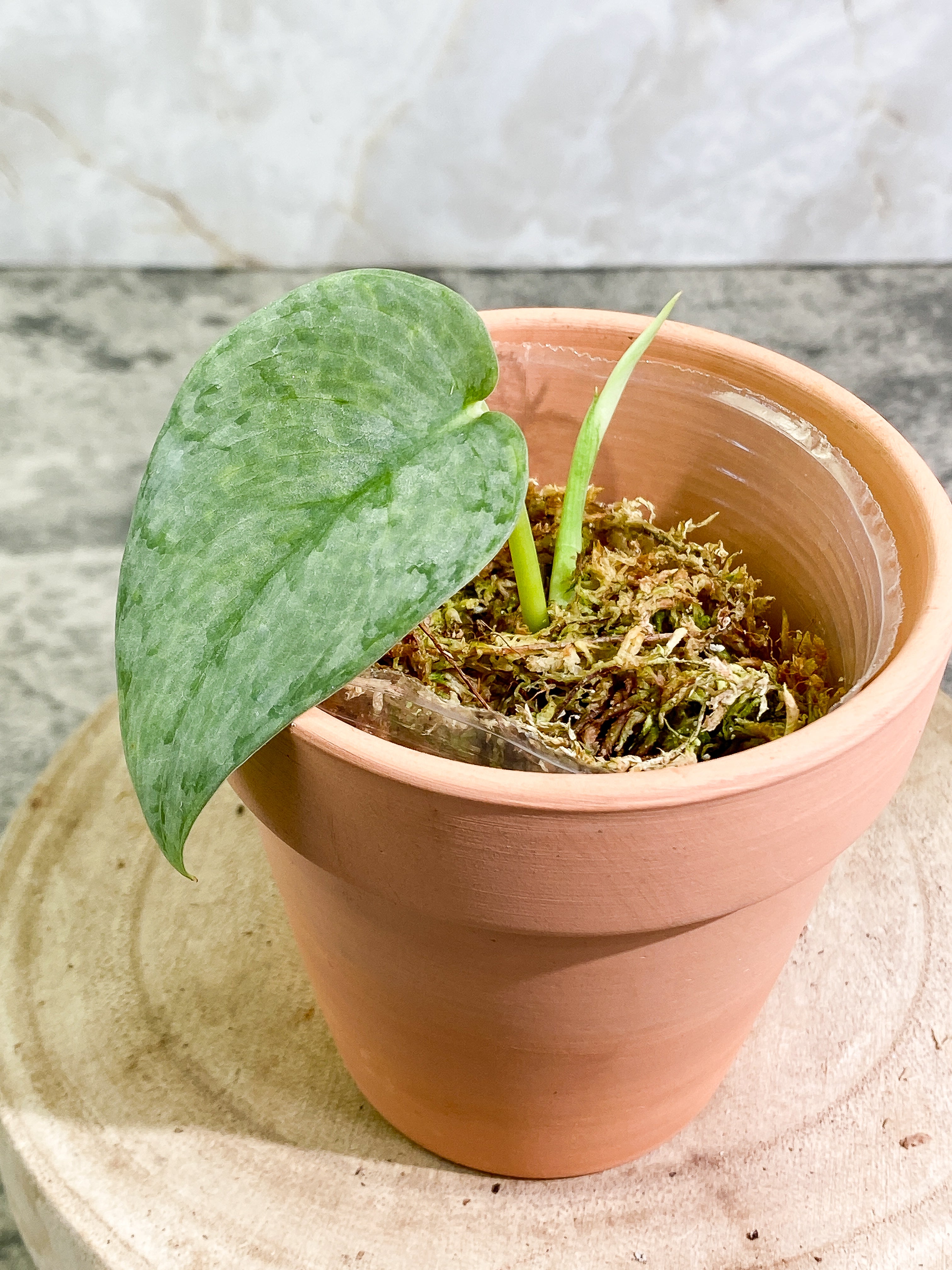 Scindapsus Silver Cloud 1 leaf 1 sprout Rooted