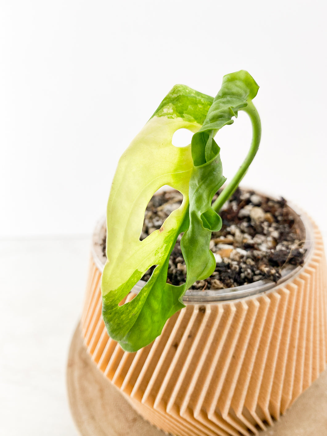 Monstera Adansonii Aurea 1 leaf slightly rooted