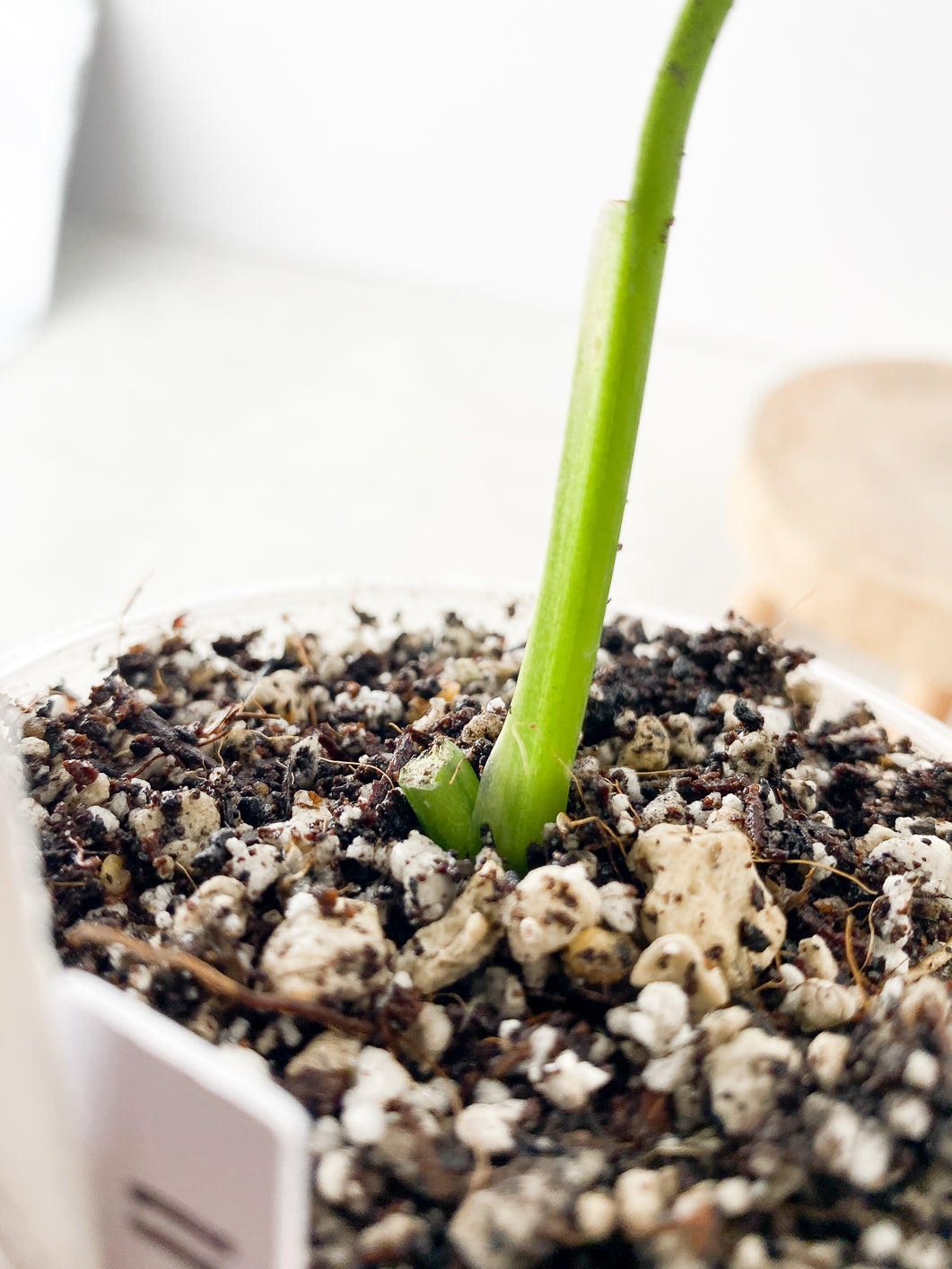 Monstera Adansonii Aurea 1 leaf slightly rooted