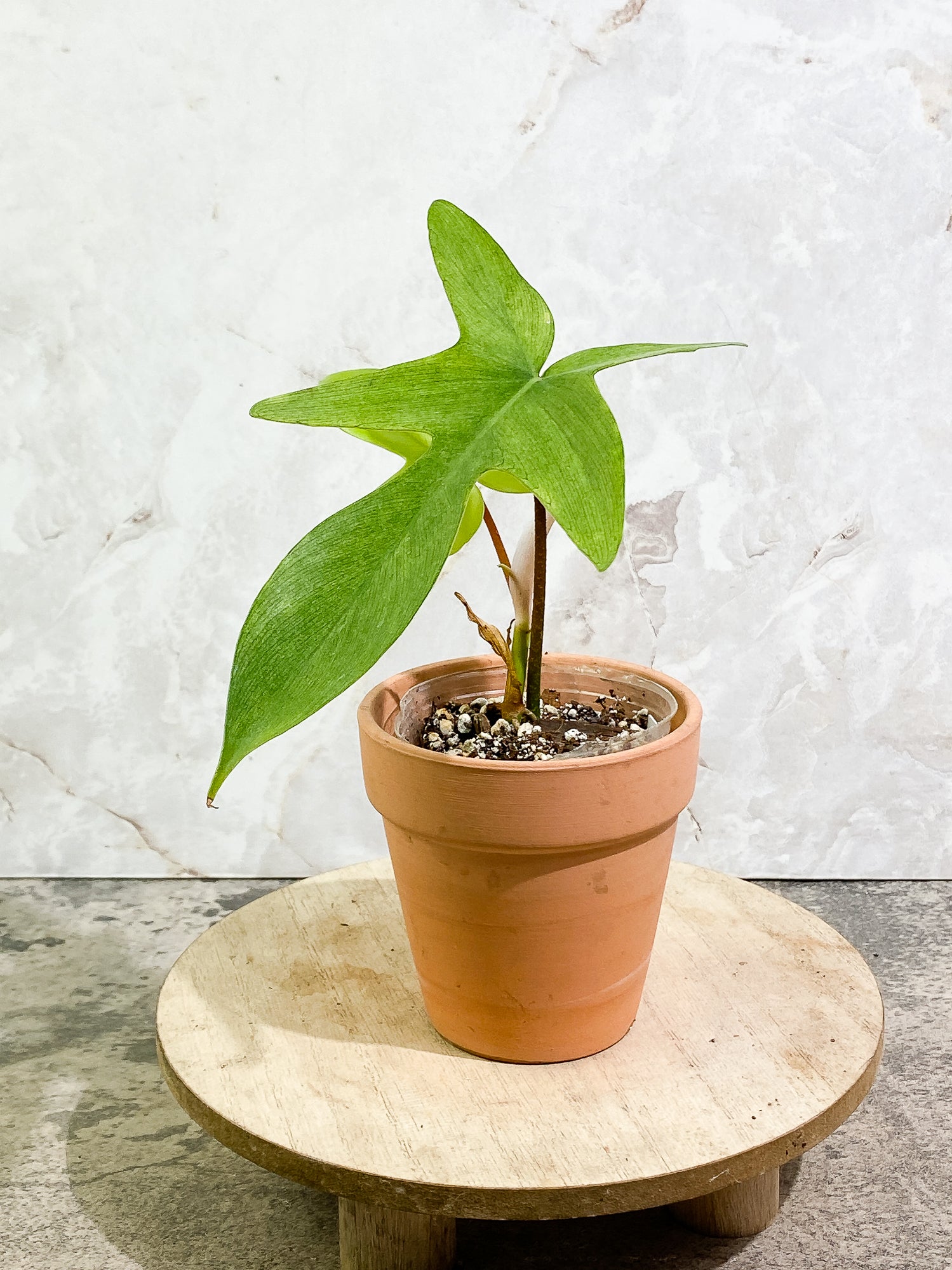 Philodendron Florida Ghost Mint 2 leaves 1 sprout slightly rooted