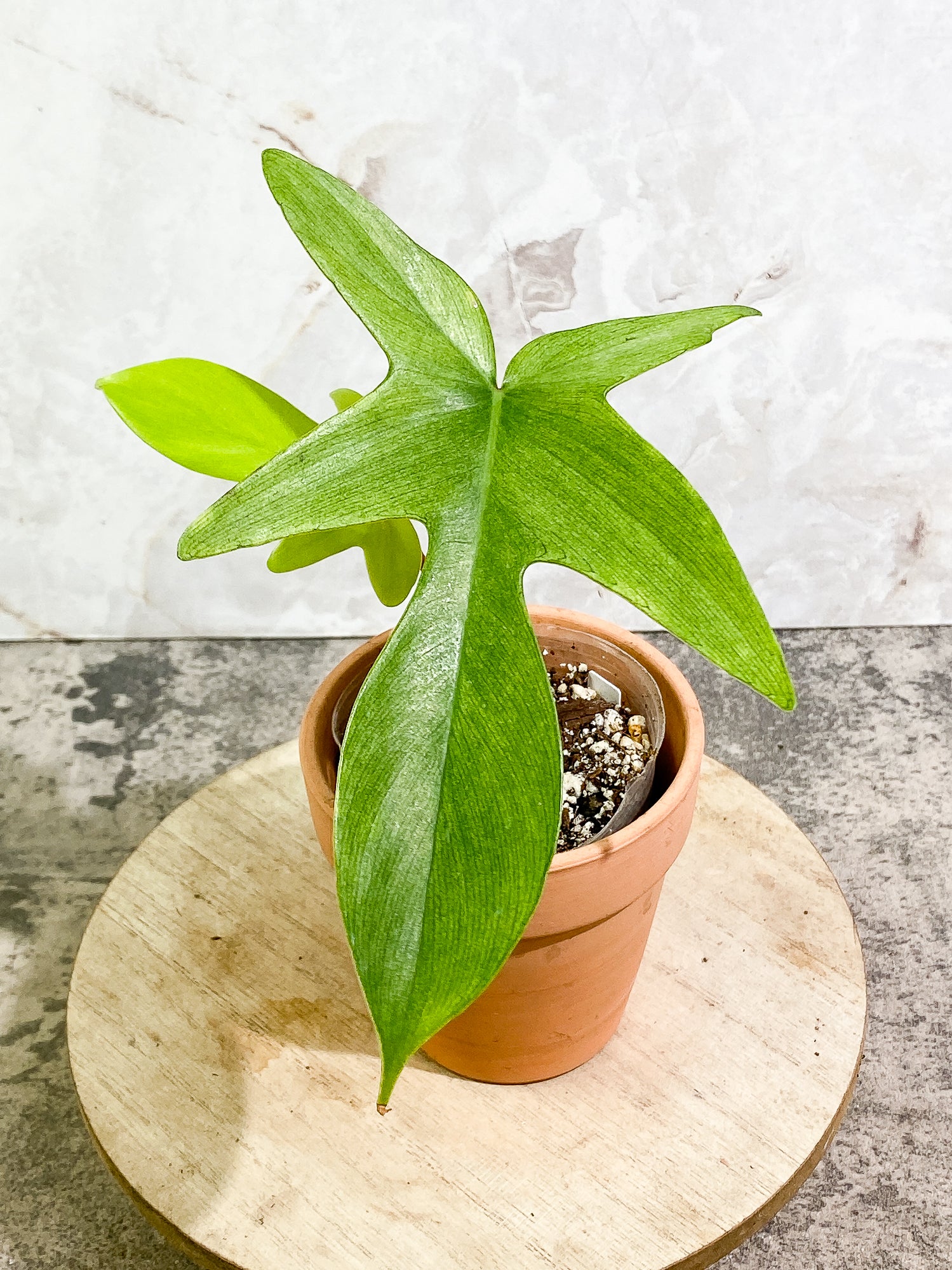 Philodendron Florida Ghost Mint 2 leaves 1 sprout slightly rooted