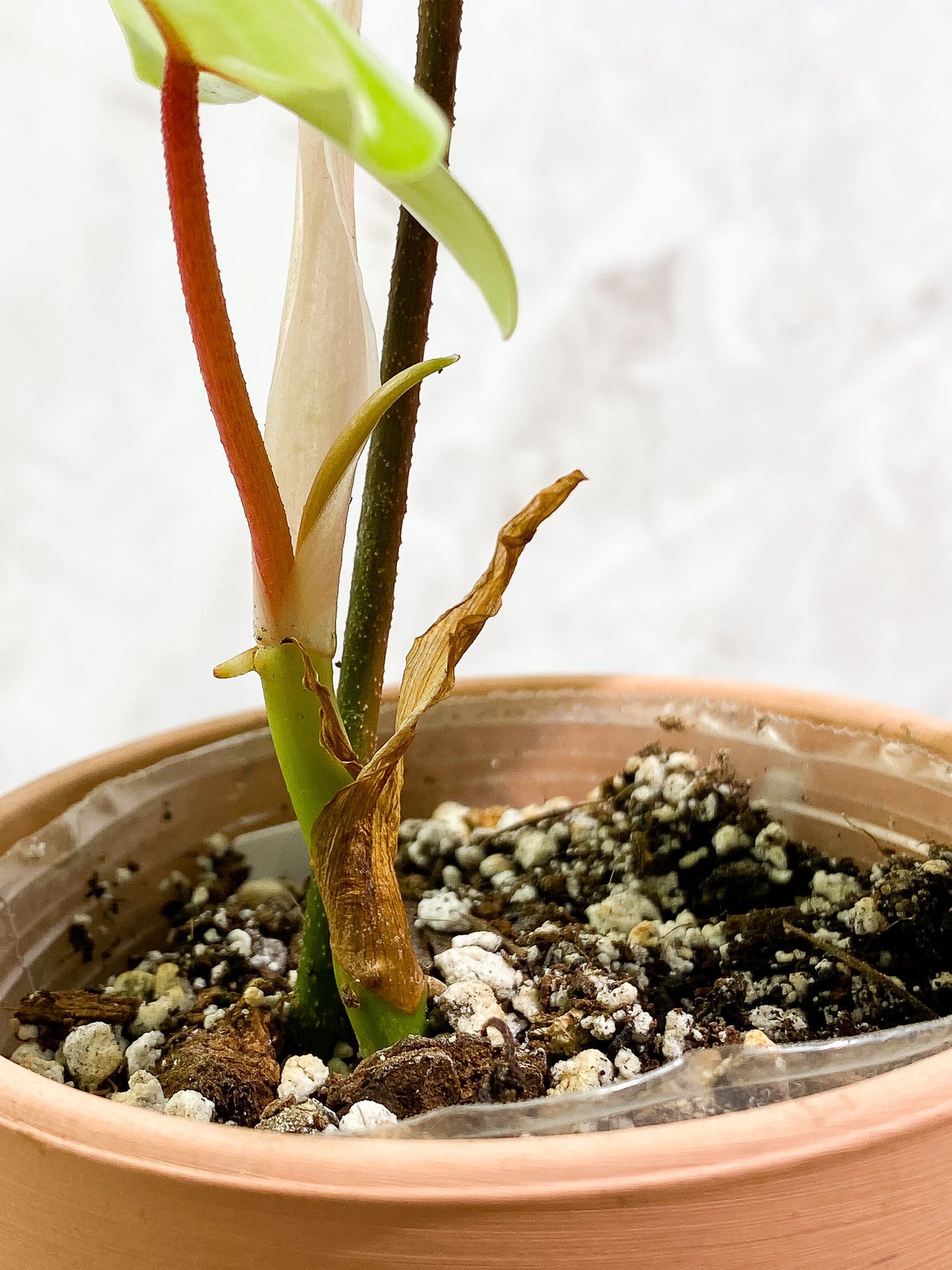 Philodendron Florida Ghost Mint 2 leaves 1 sprout slightly rooted