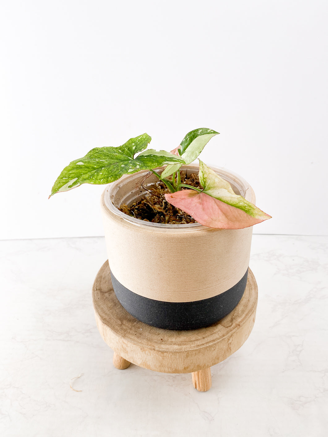 Syngonium Red Spot tricolor 3 leaves slightly rooted