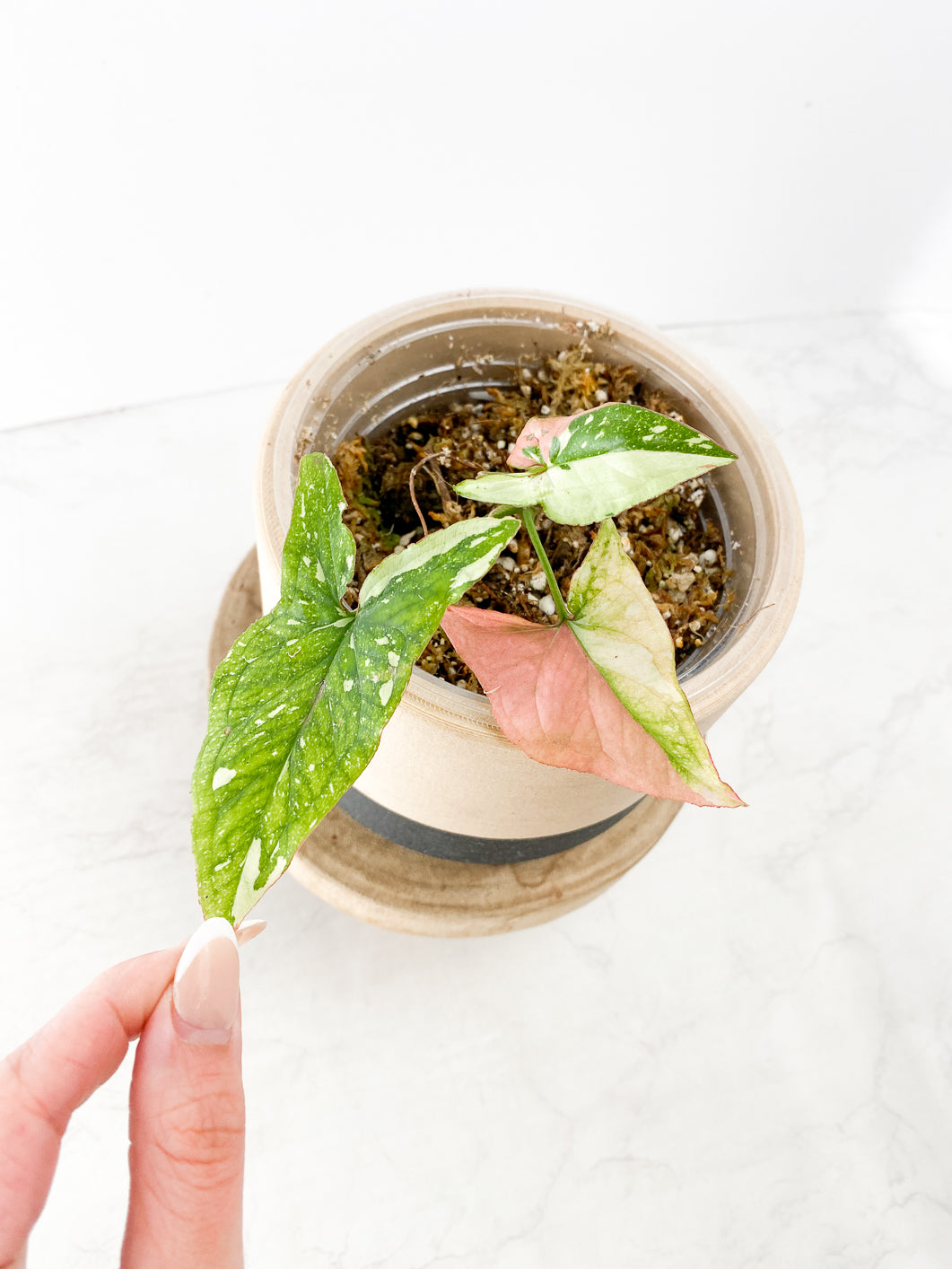 Syngonium Red Spot tricolor 3 leaves slightly rooted