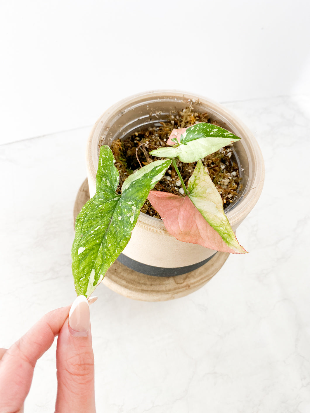 Syngonium Red Spot tricolor 3 leaves slightly rooted