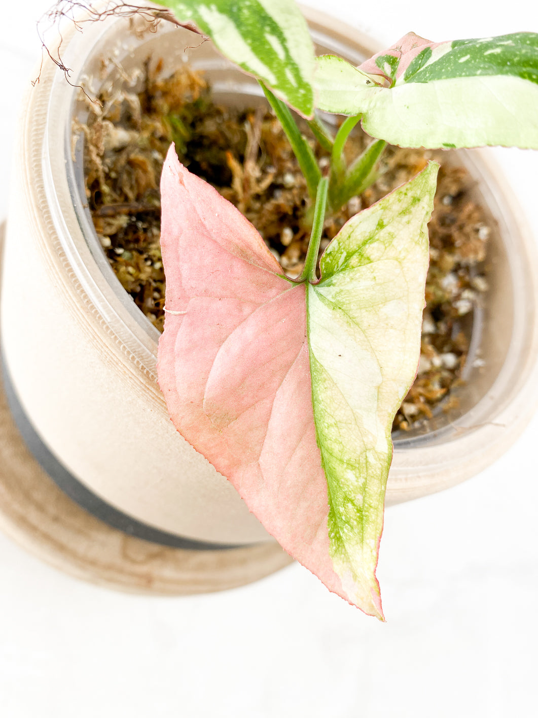 Syngonium Red Spot tricolor 3 leaves slightly rooted