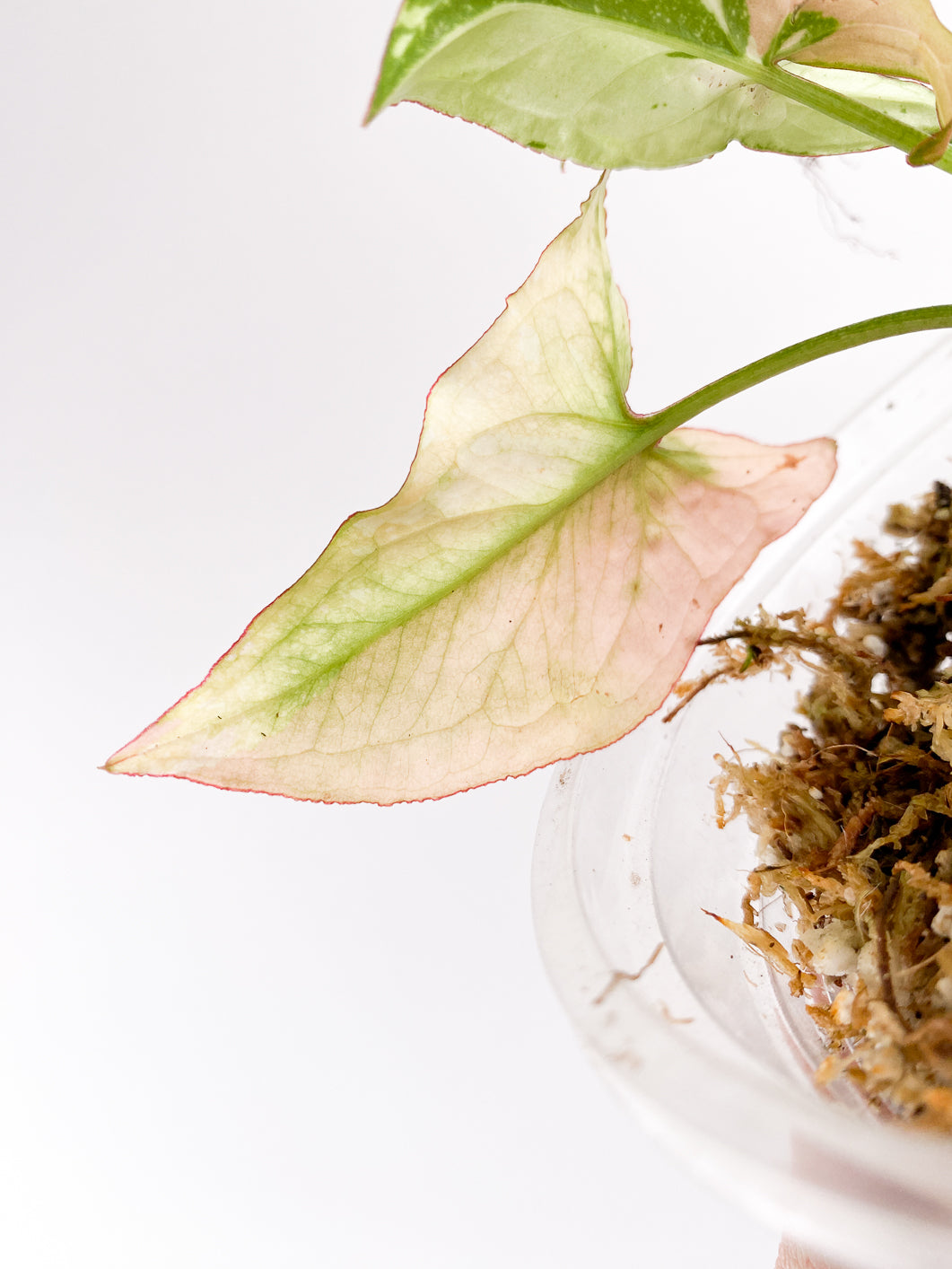 Syngonium Red Spot tricolor 3 leaves slightly rooted