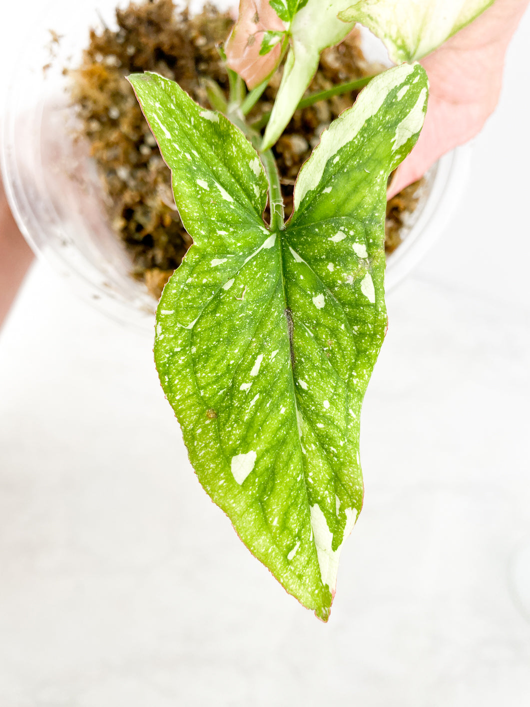 Syngonium Red Spot tricolor 3 leaves slightly rooted