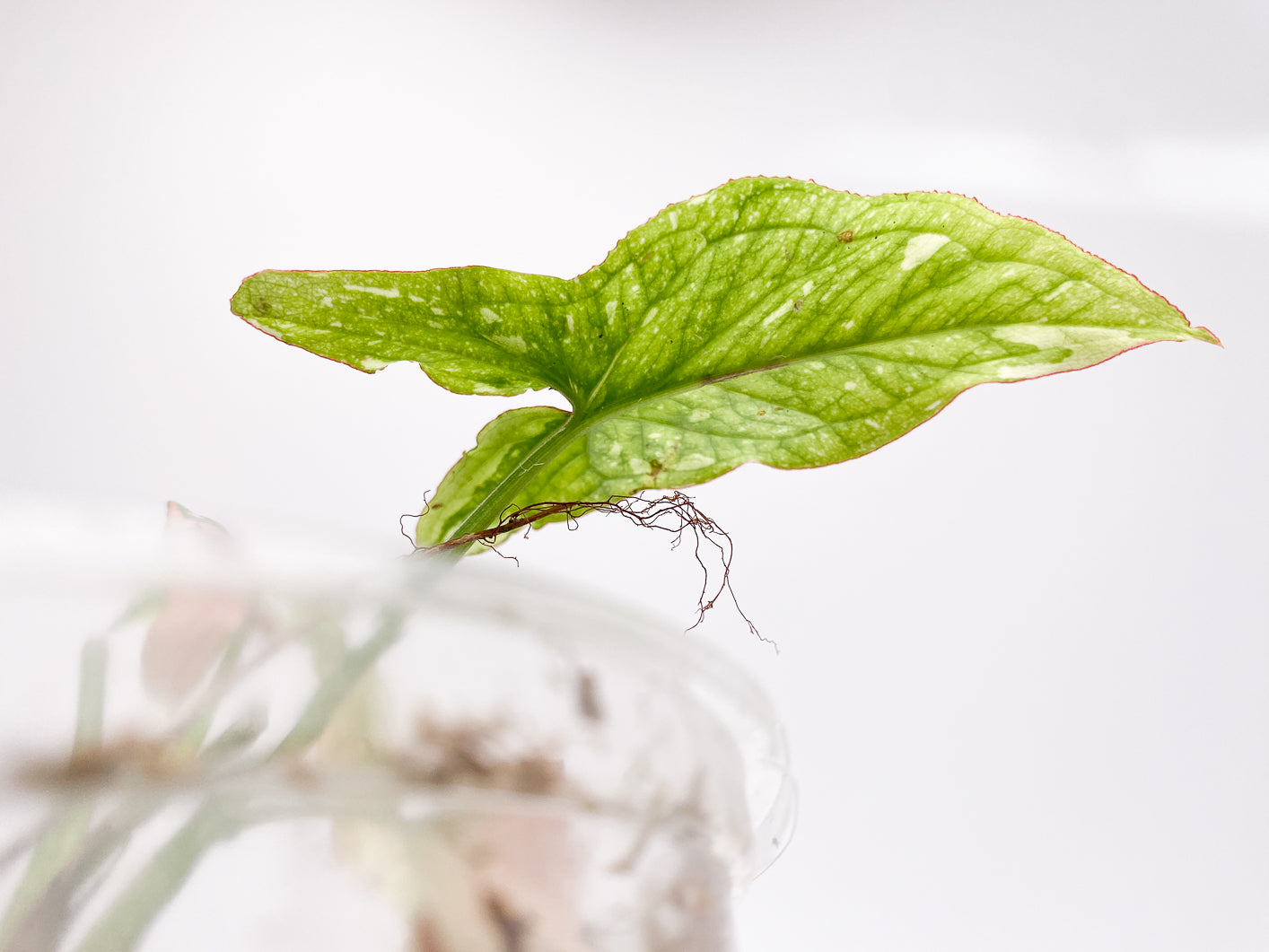 Syngonium Red Spot tricolor 3 leaves slightly rooted