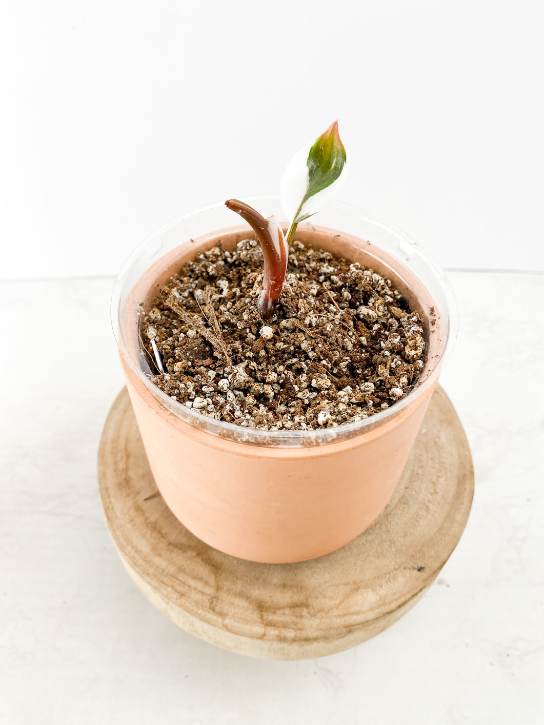 Philodendron White Knight tricolor 1 leaf rooted