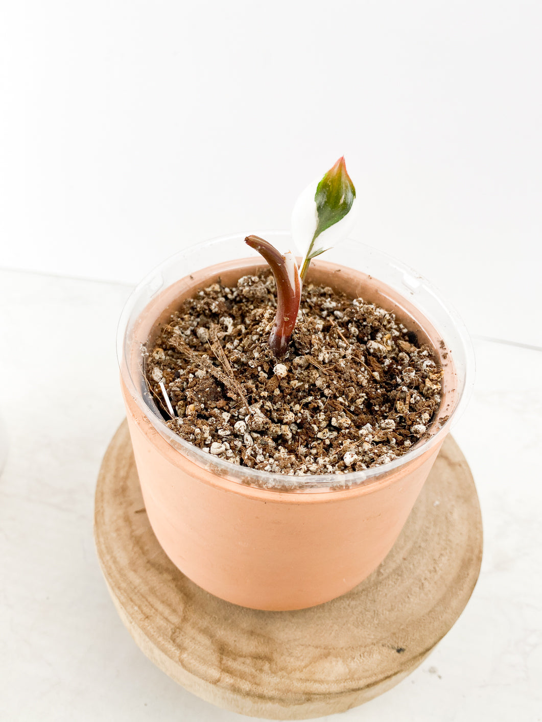 Philodendron White Knight tricolor 1 leaf rooted