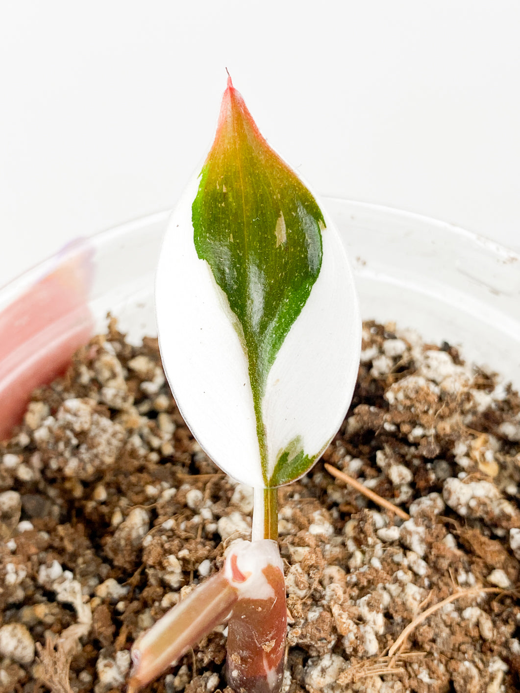 Philodendron White Knight tricolor 1 leaf rooted
