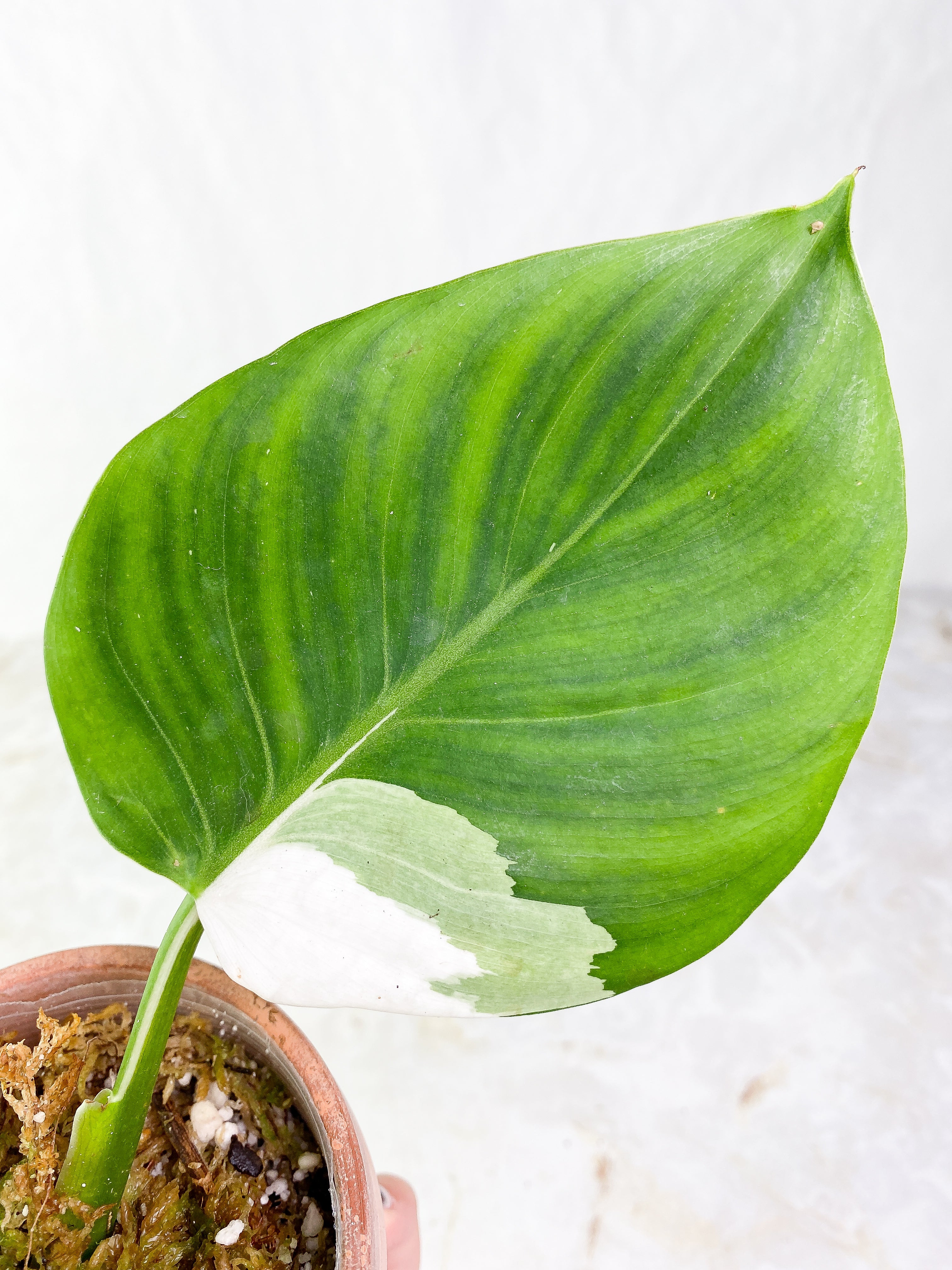 Philodendron White wizard Rooting 2 leaves