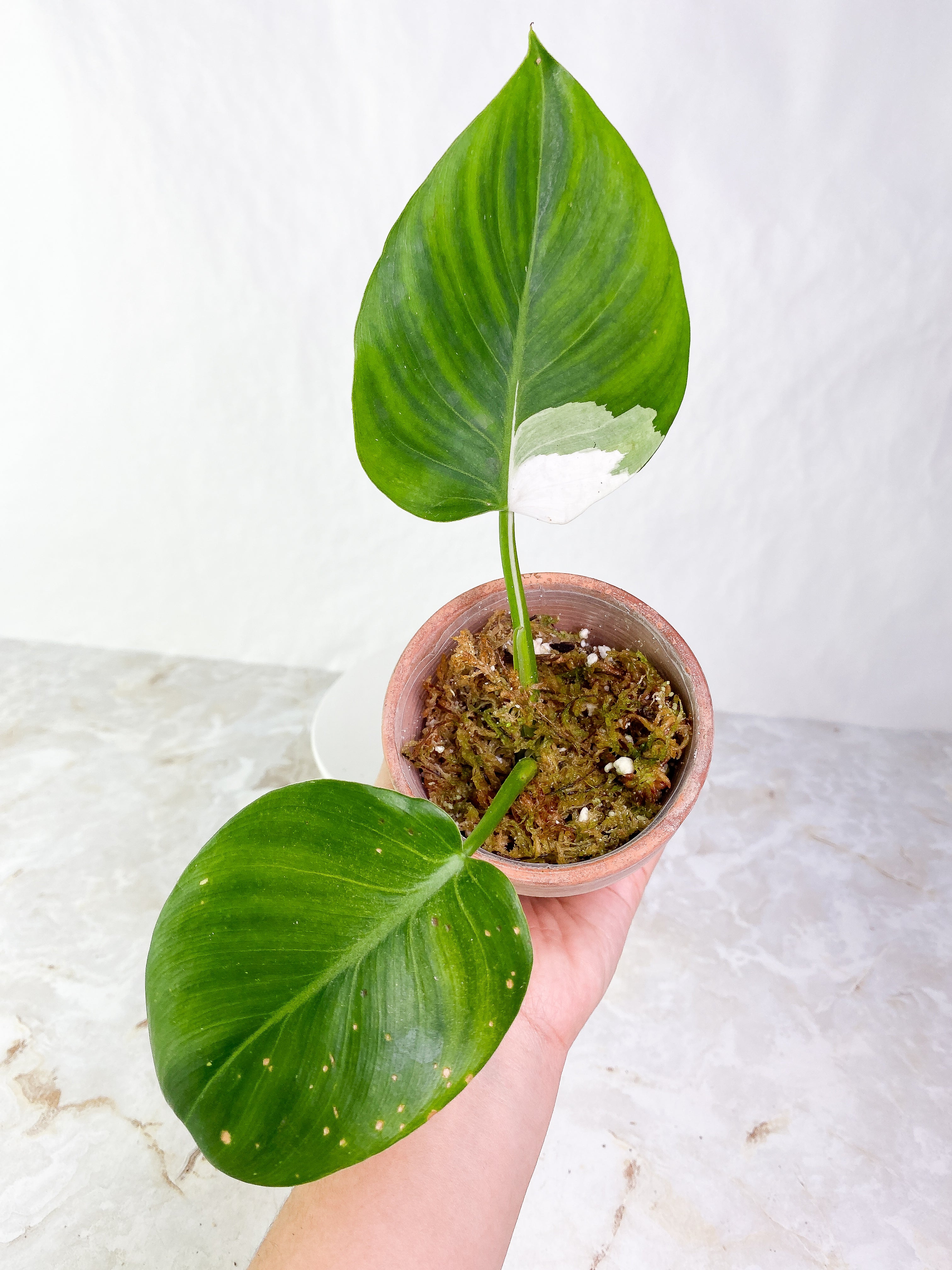Philodendron White wizard Rooting 2 leaves