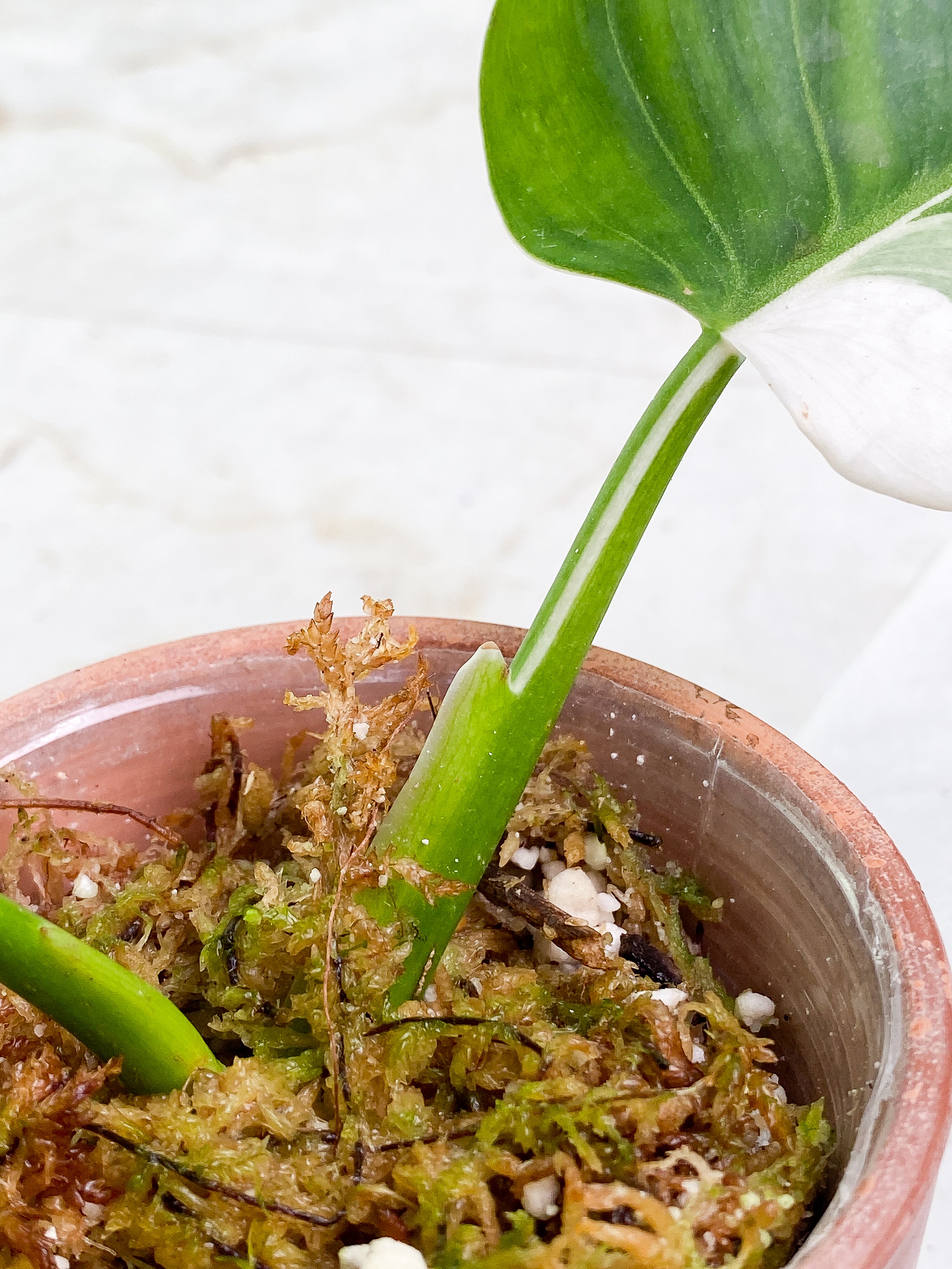 Philodendron White wizard Rooting 2 leaves