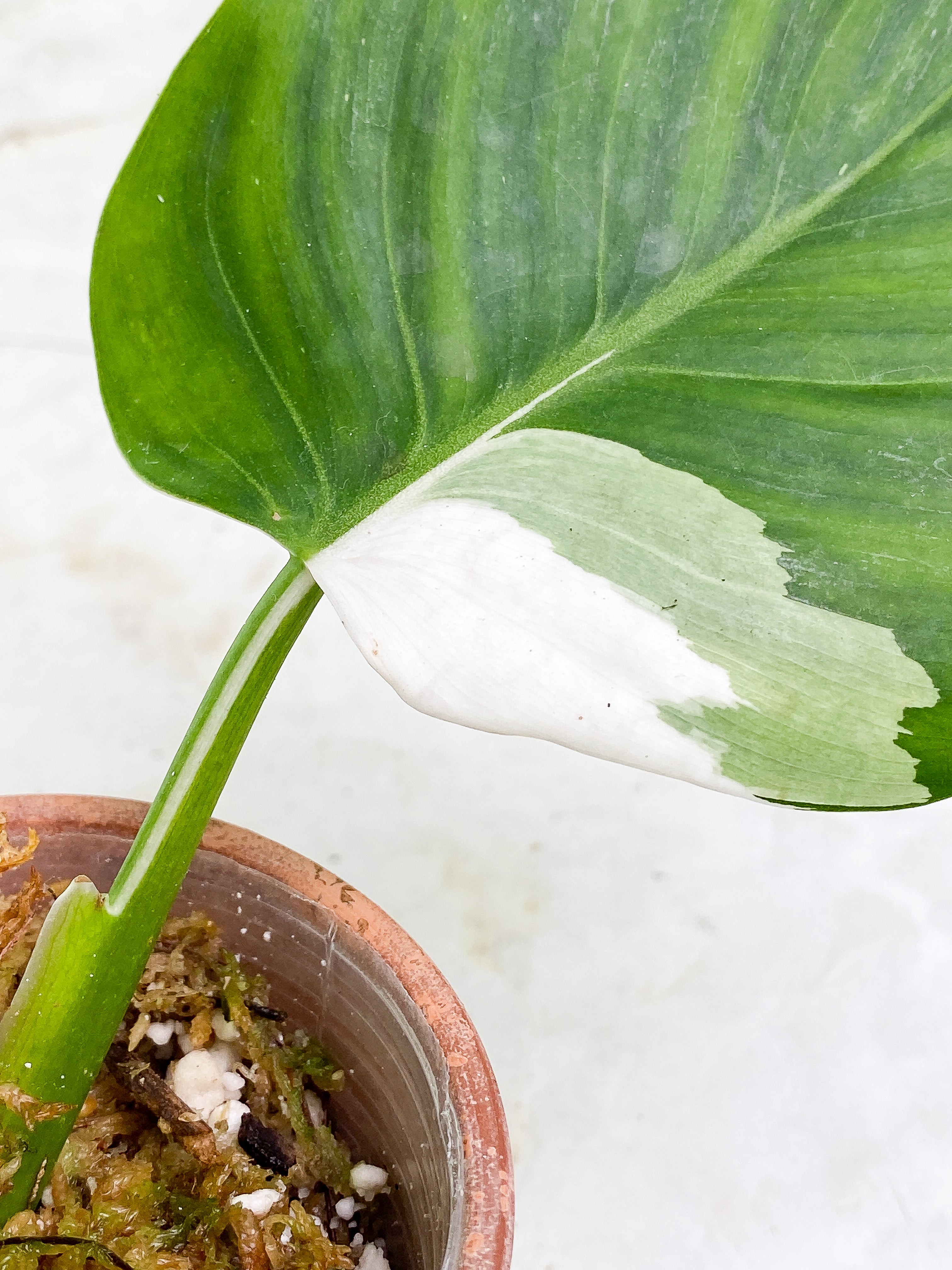 Philodendron White wizard Rooting 2 leaves