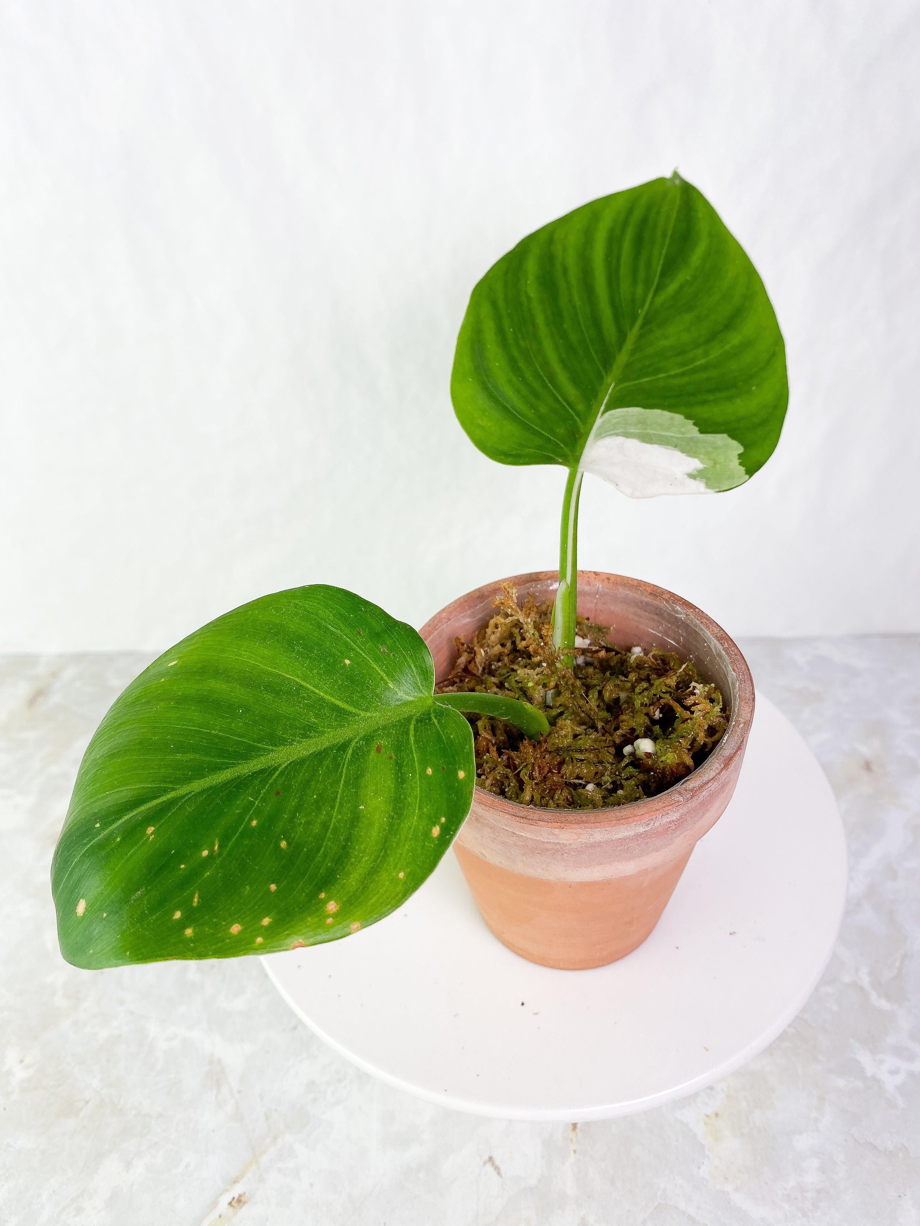 Philodendron White wizard Rooting 2 leaves