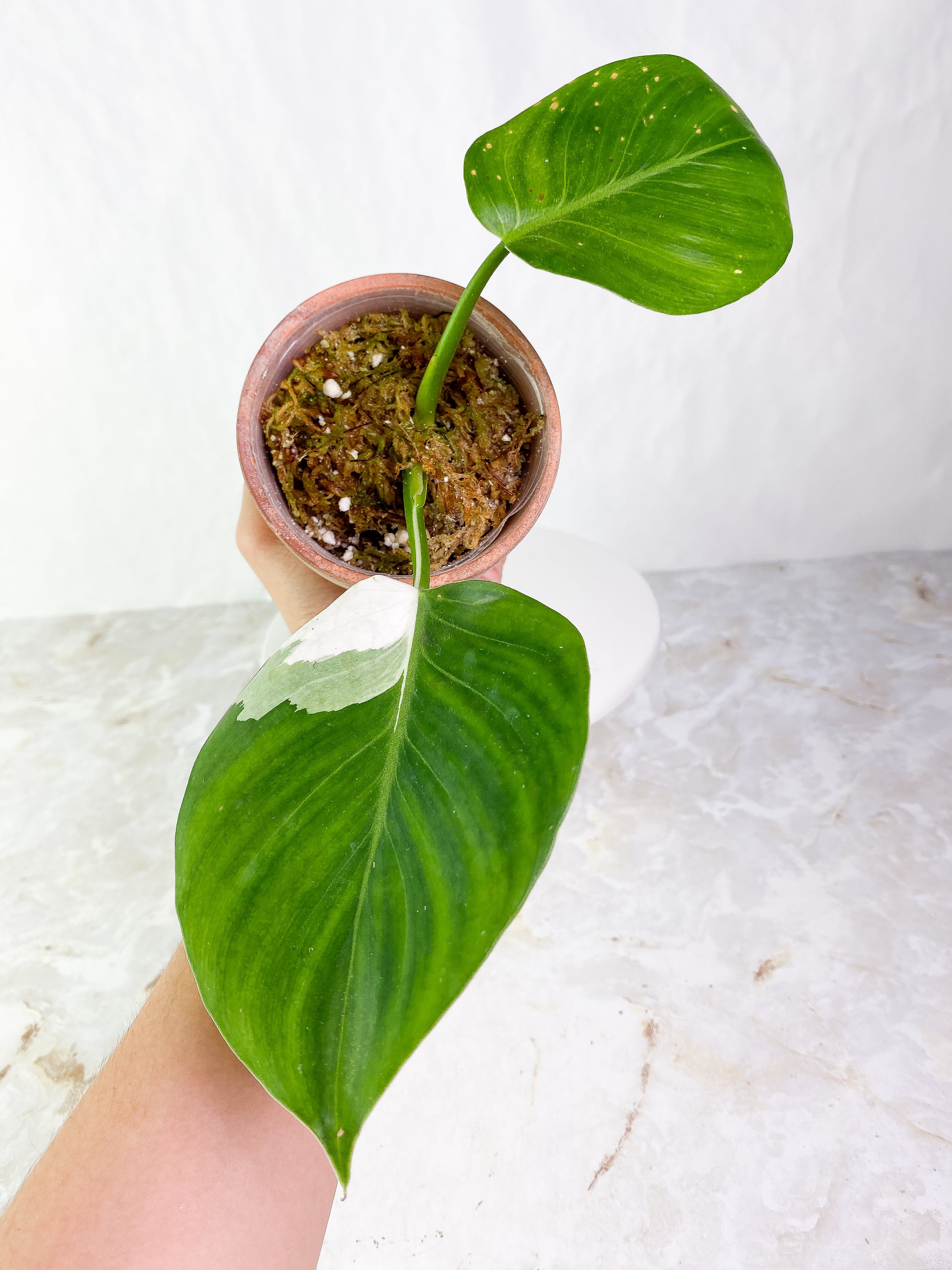 Philodendron White wizard Rooting 2 leaves